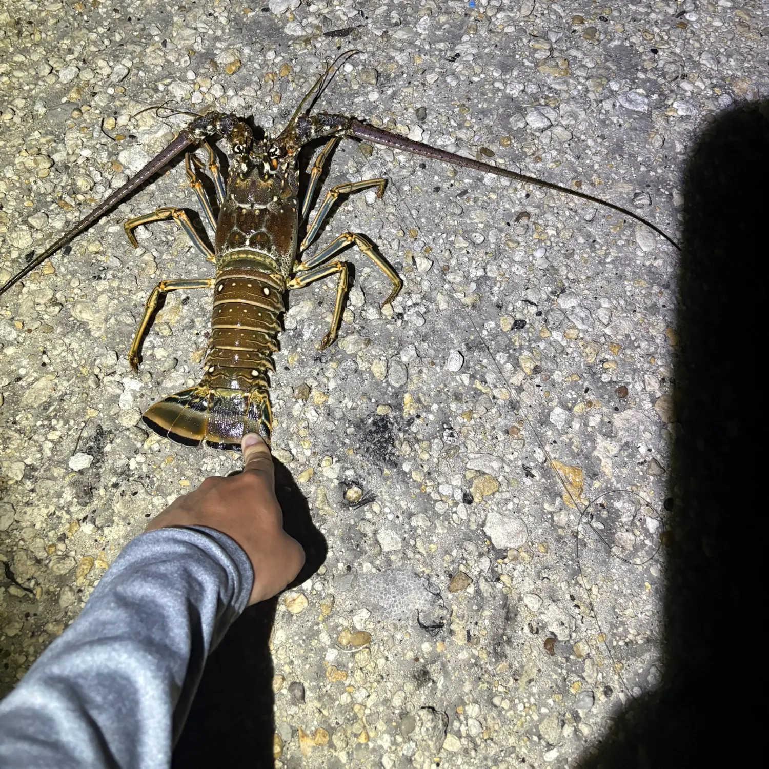 The most recent Caribbean spiny lobster catches on Fishbrain