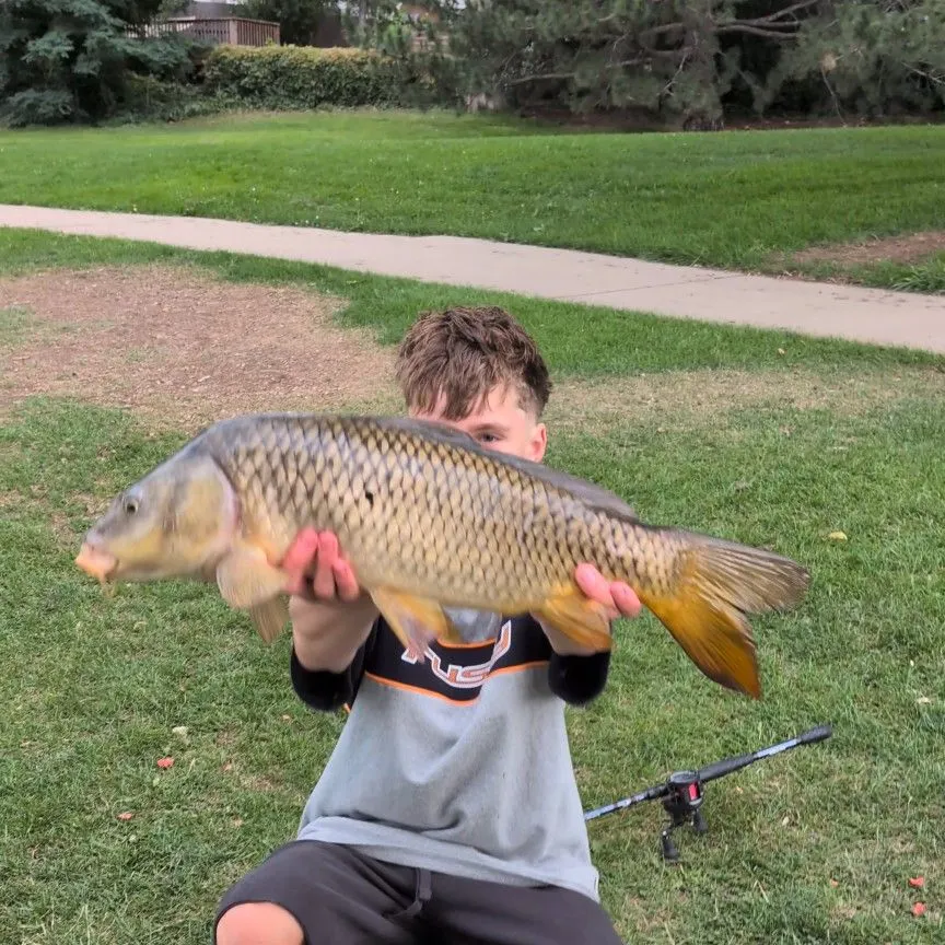 Common carp caught on Fishbrain