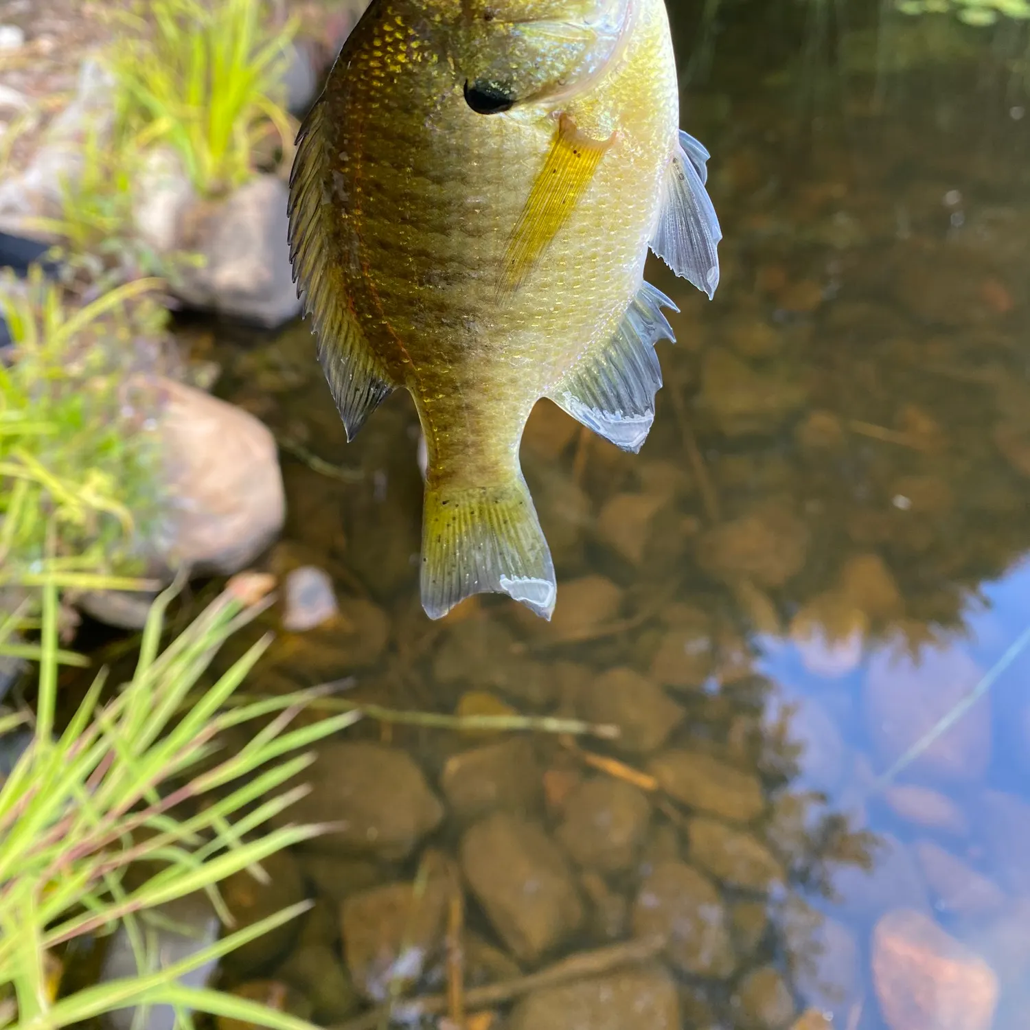 Bluegill caught on Fishbrain