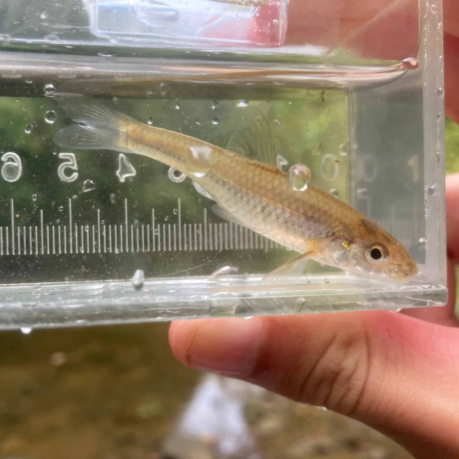 The most recent Silverjaw minnow catches on Fishbrain