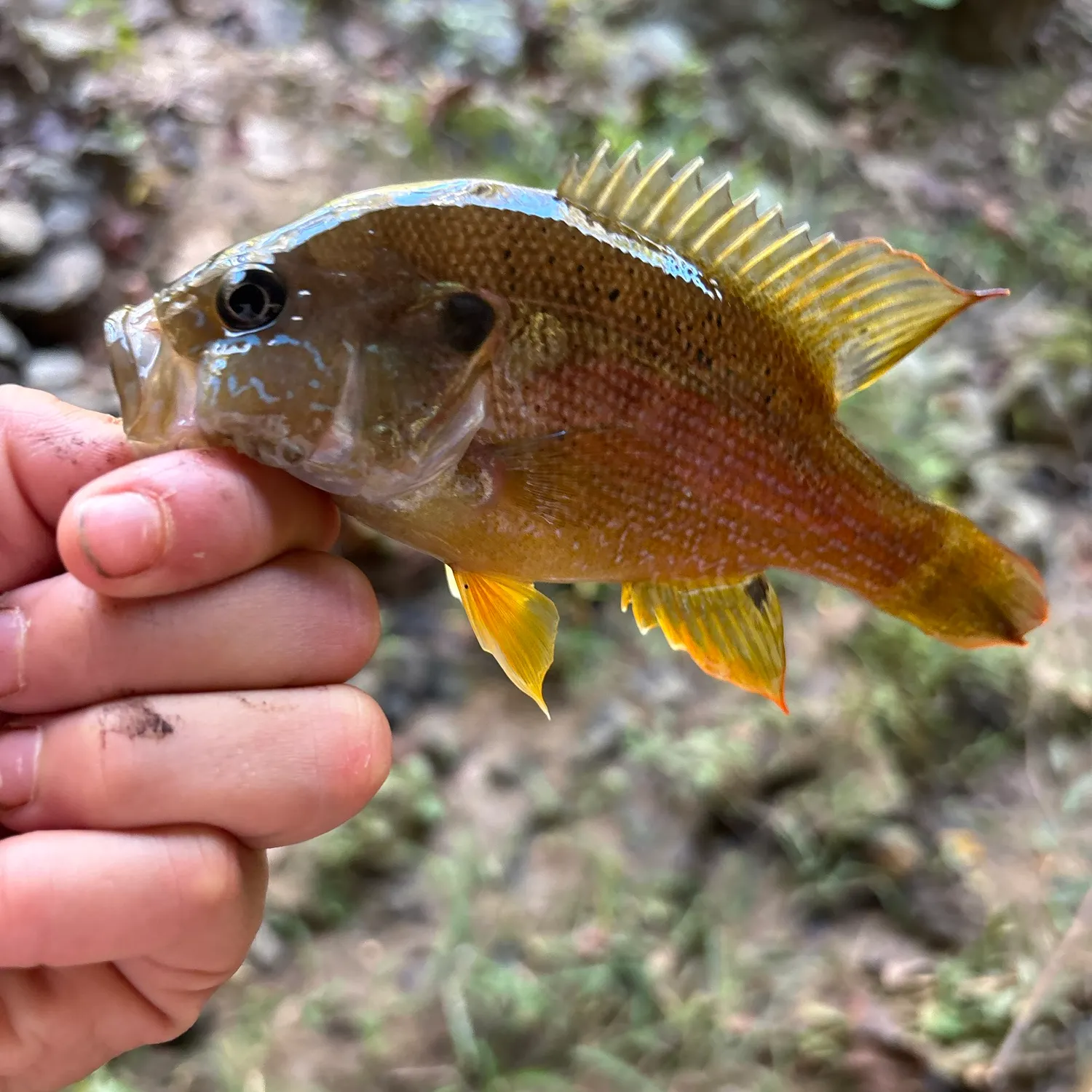 Redbreast sunfish caught on Fishbrain