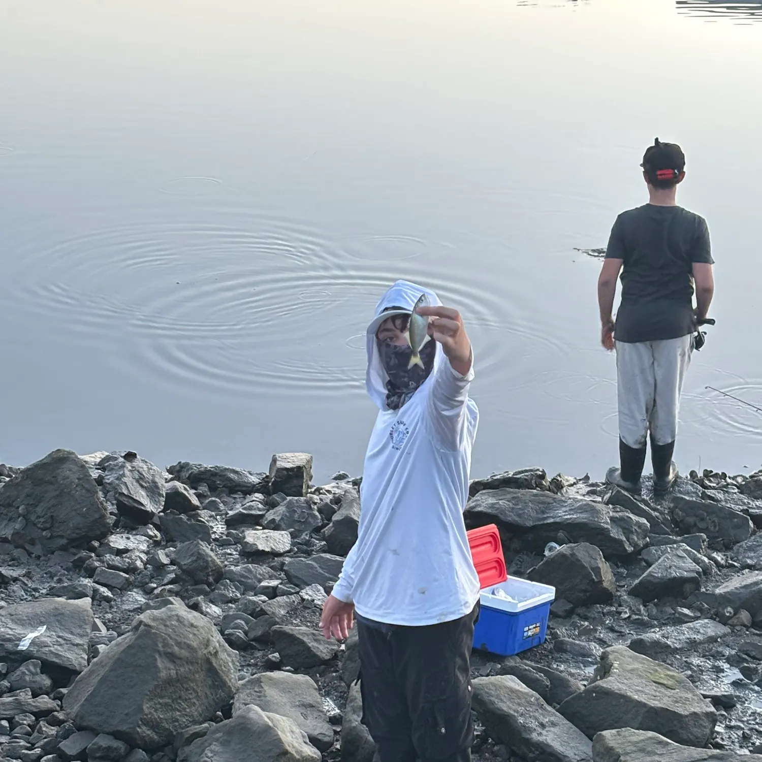 Bluefish caught on Fishbrain