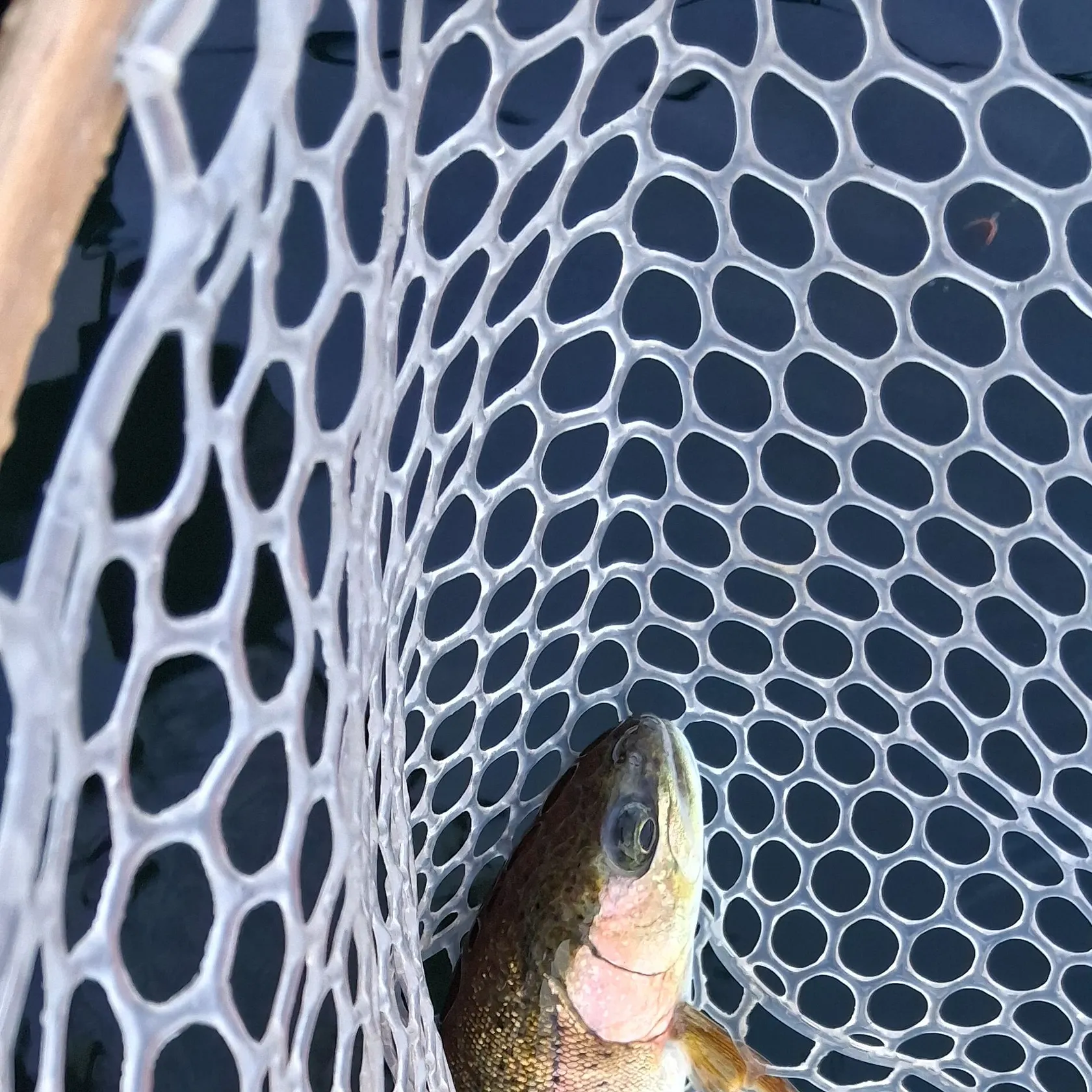 Rainbow trout caught on Fishbrain