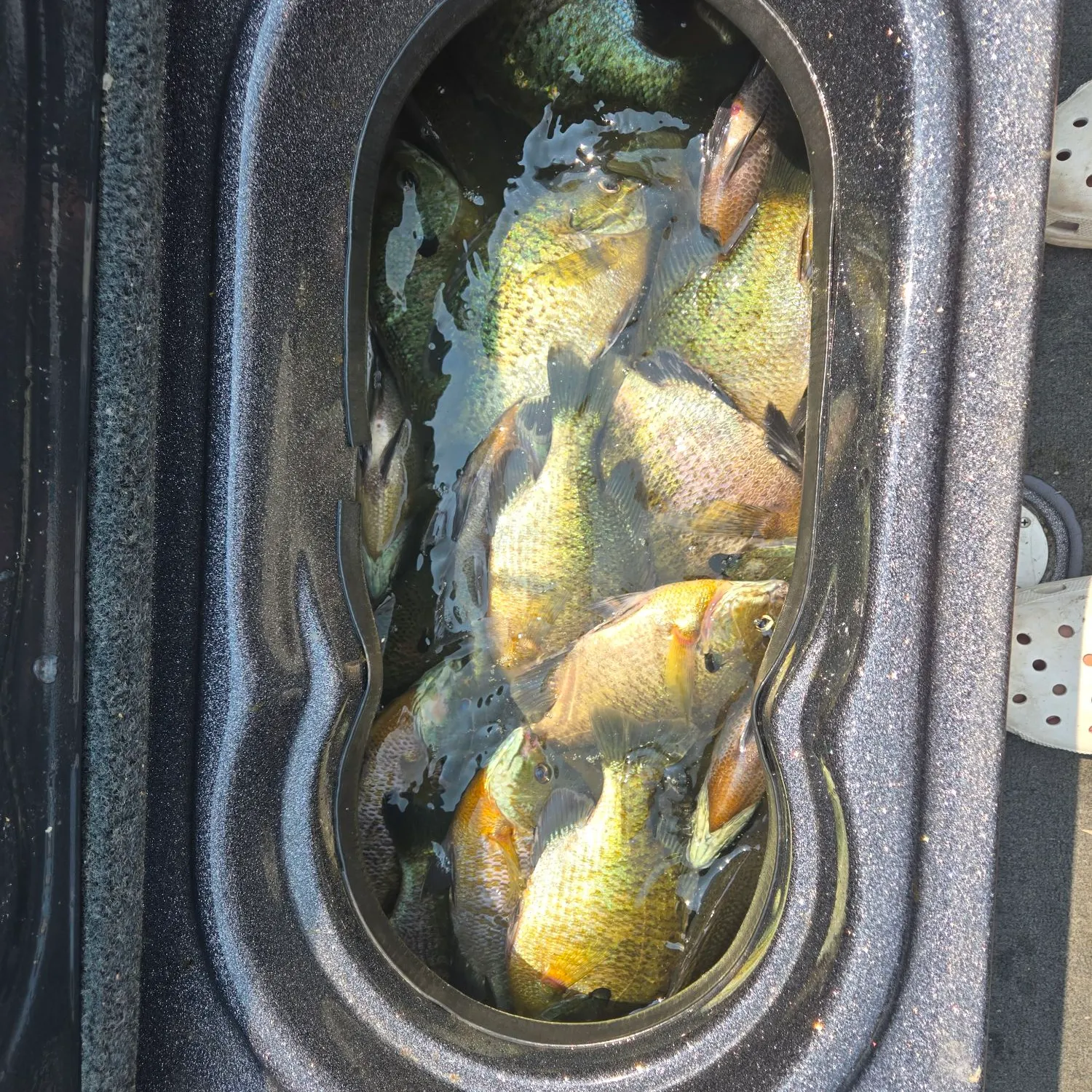 Bluegill caught on Fishbrain