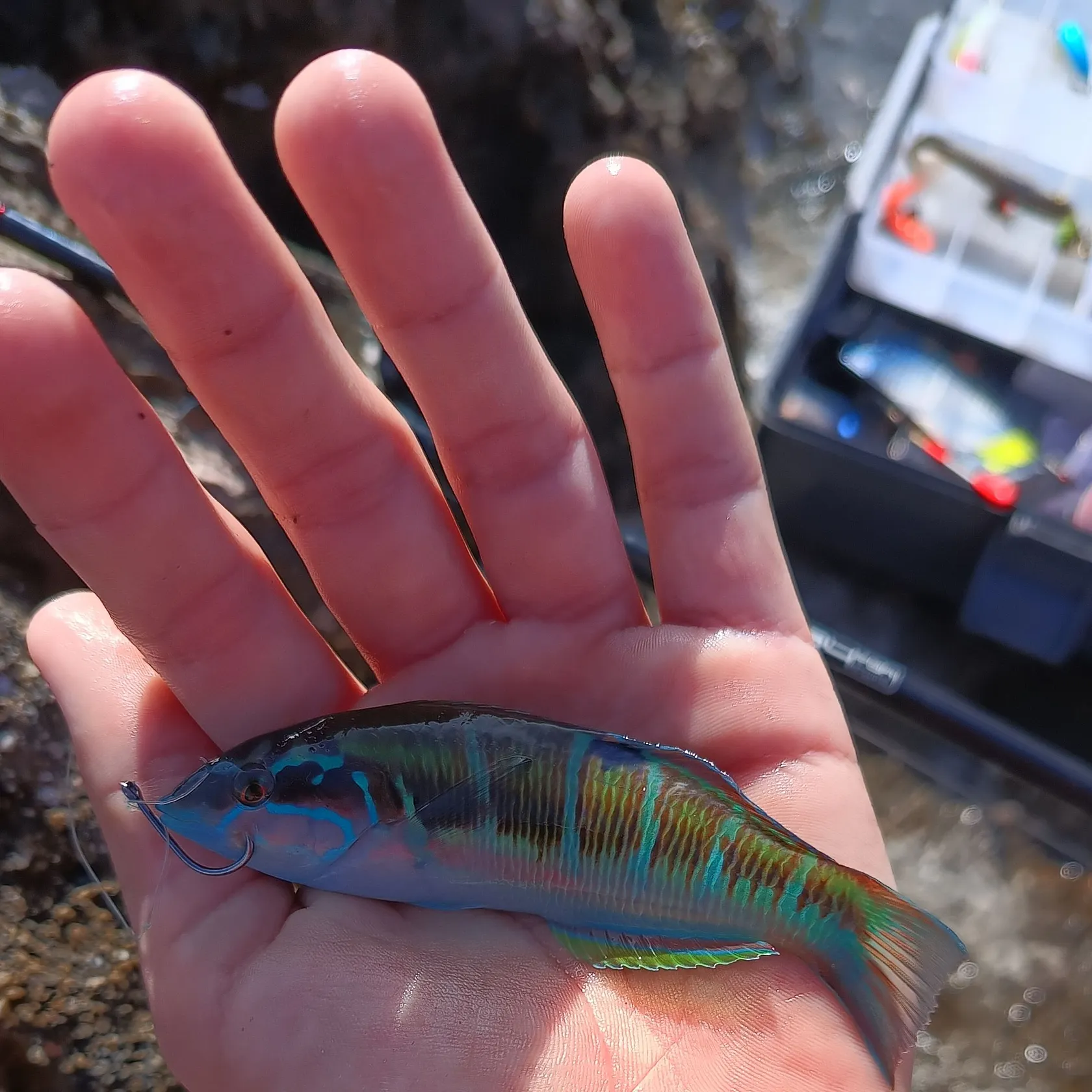 The most recent Corkwing wrasse catches on Fishbrain