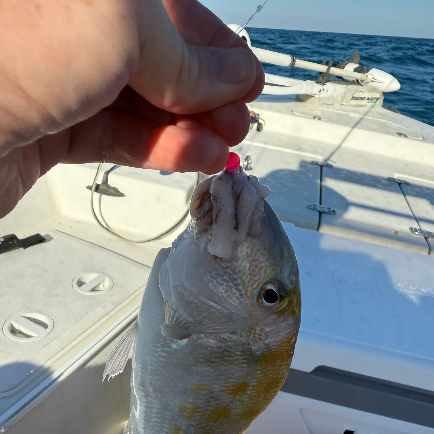The most recent Grass porgy catches on Fishbrain
