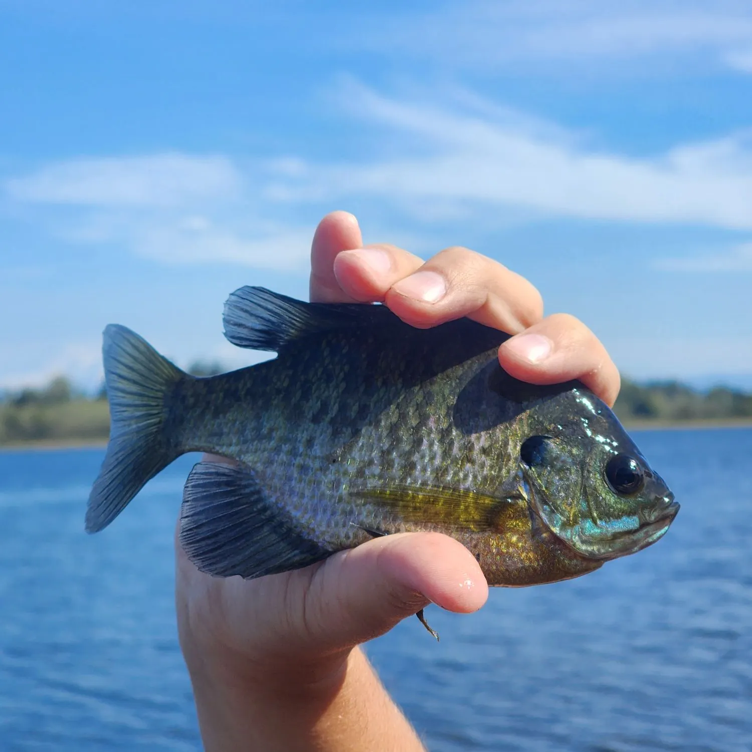 Bluegill caught on Fishbrain
