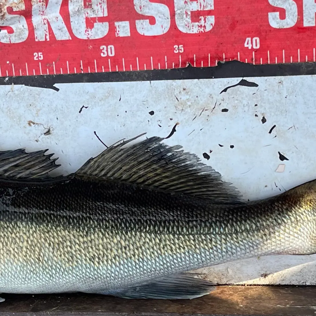 Zander caught on Fishbrain