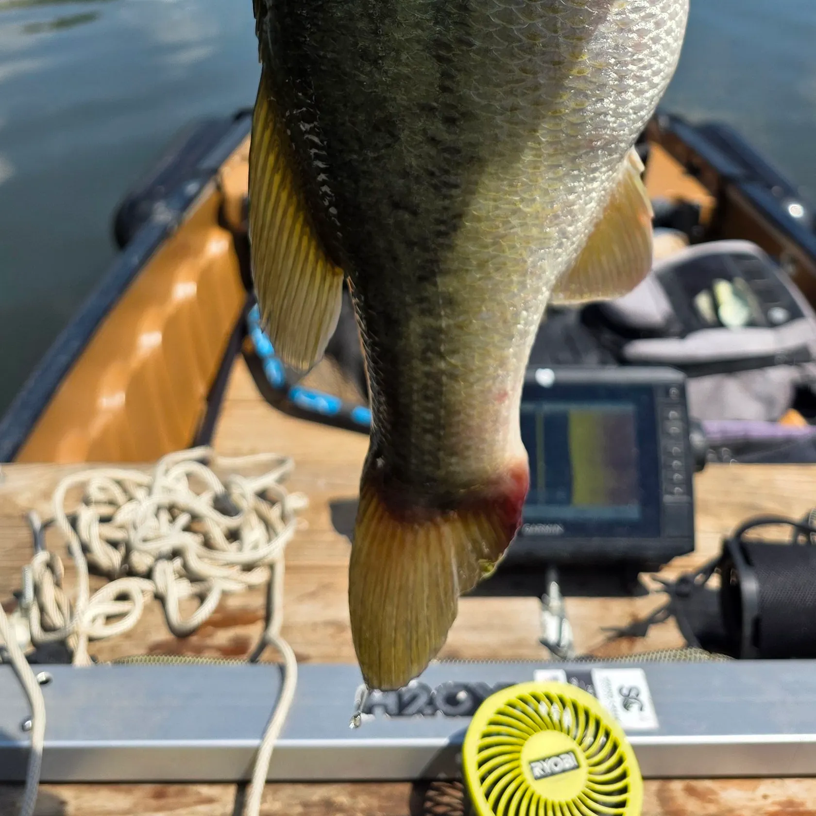 Largemouth bass caught on Fishbrain