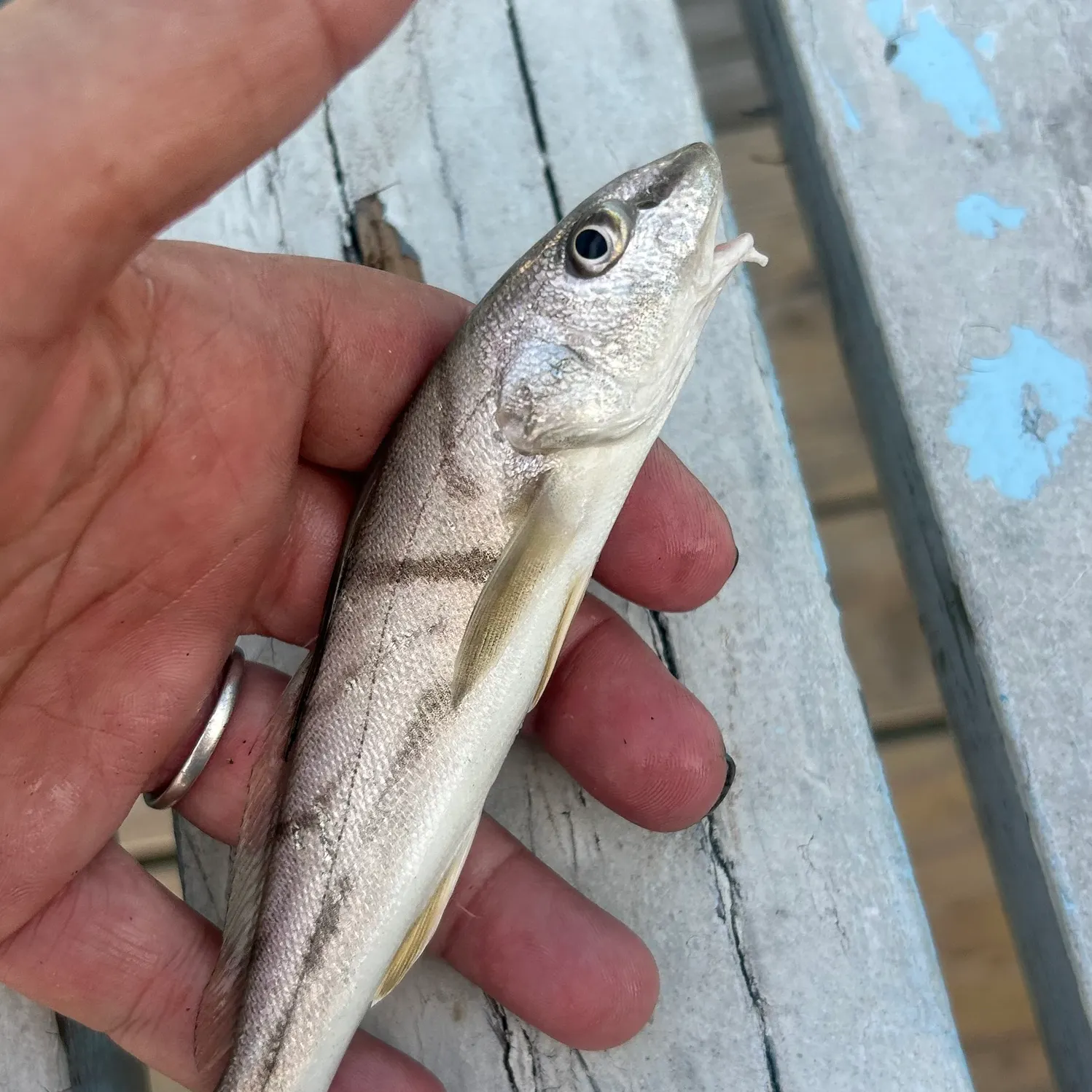 The most recent Northern kingcroaker catches on Fishbrain