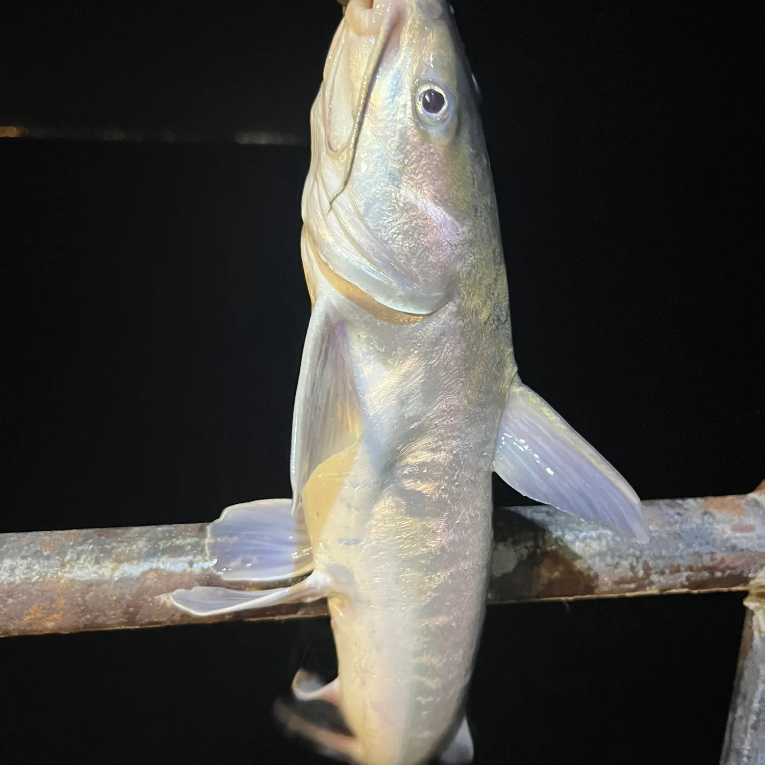 The most recent Hardhead sea catfish catches on Fishbrain