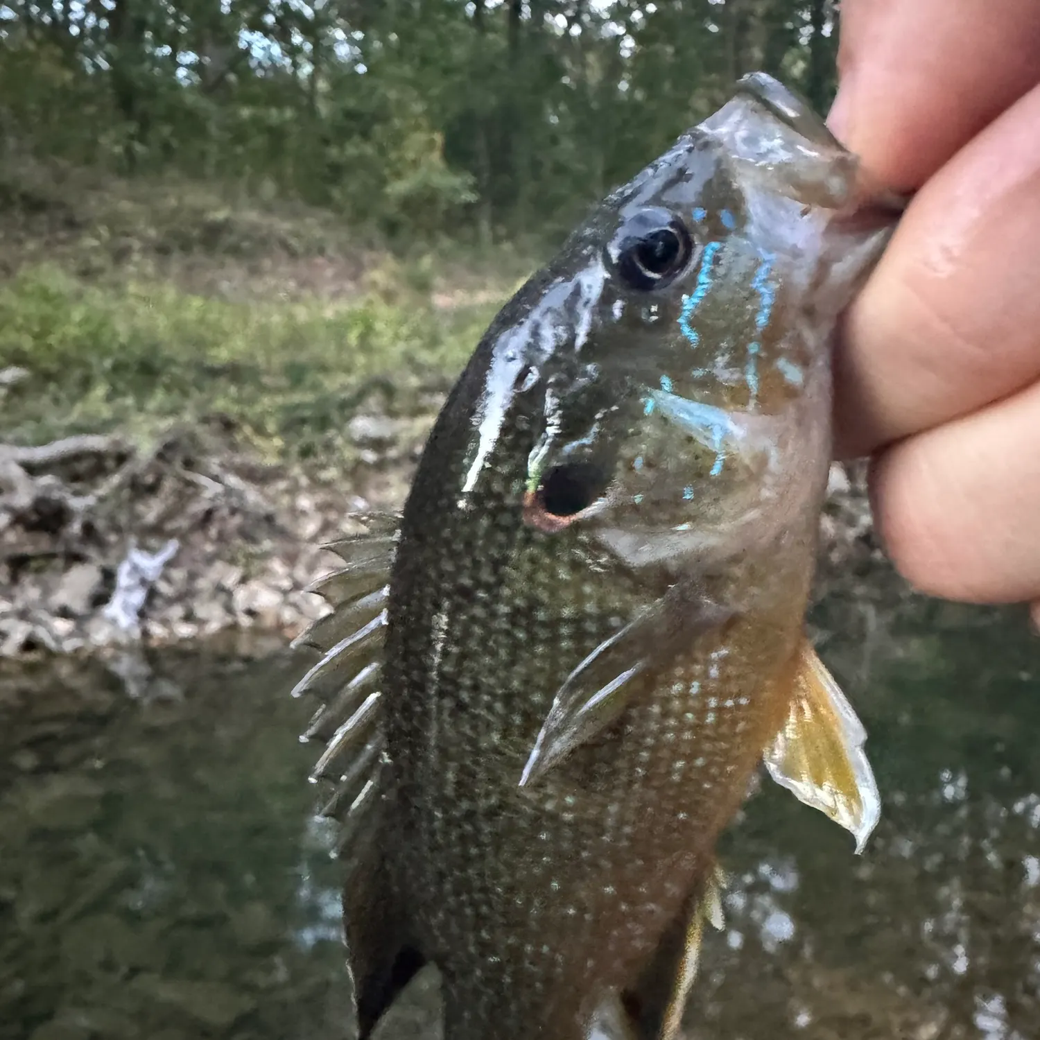Green sunfish caught on Fishbrain
