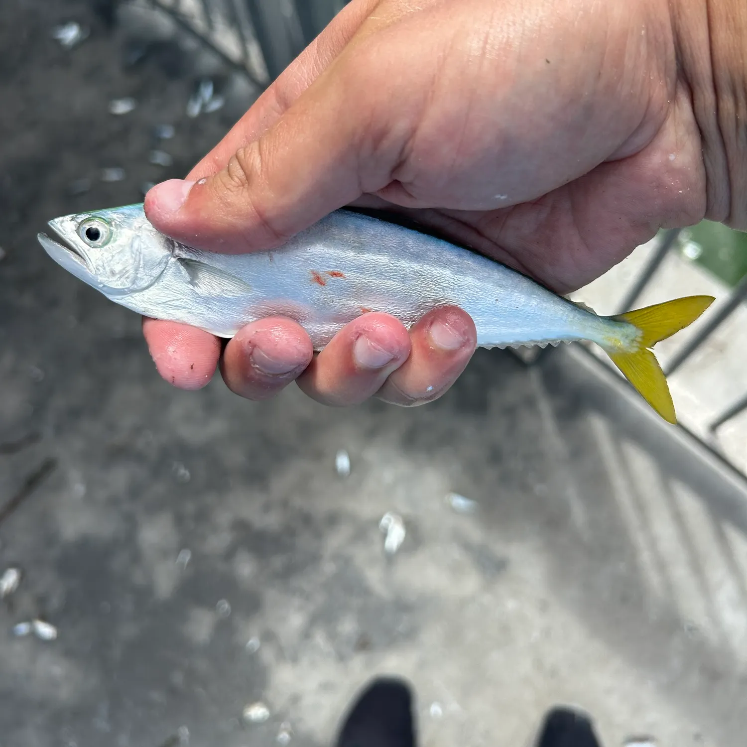 Leatherjack caught on Fishbrain