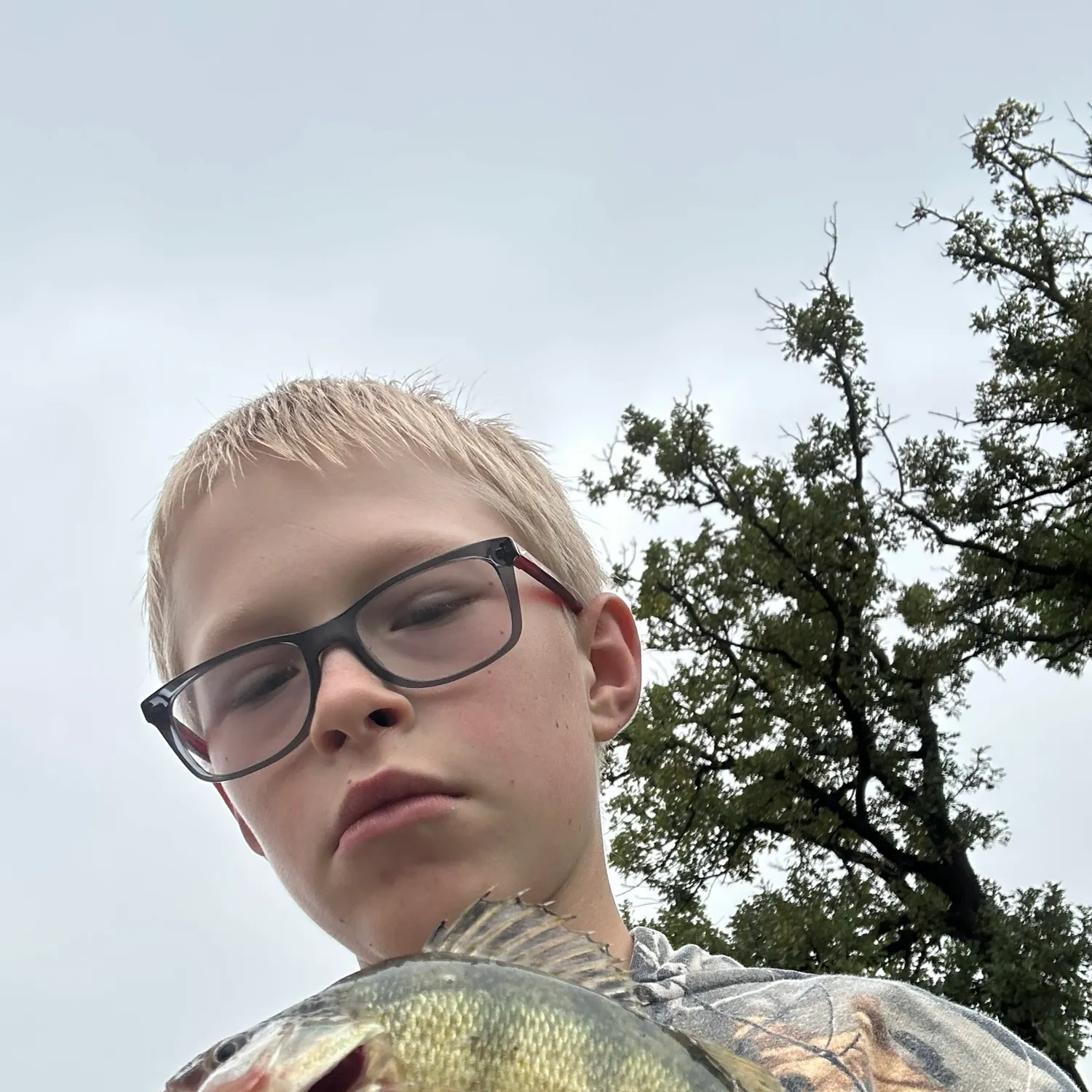 Yellow perch caught on Fishbrain