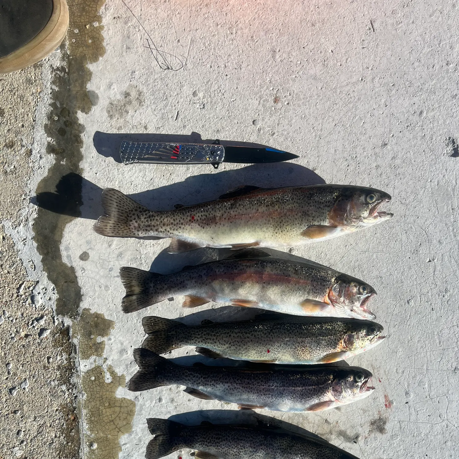 recently logged catches