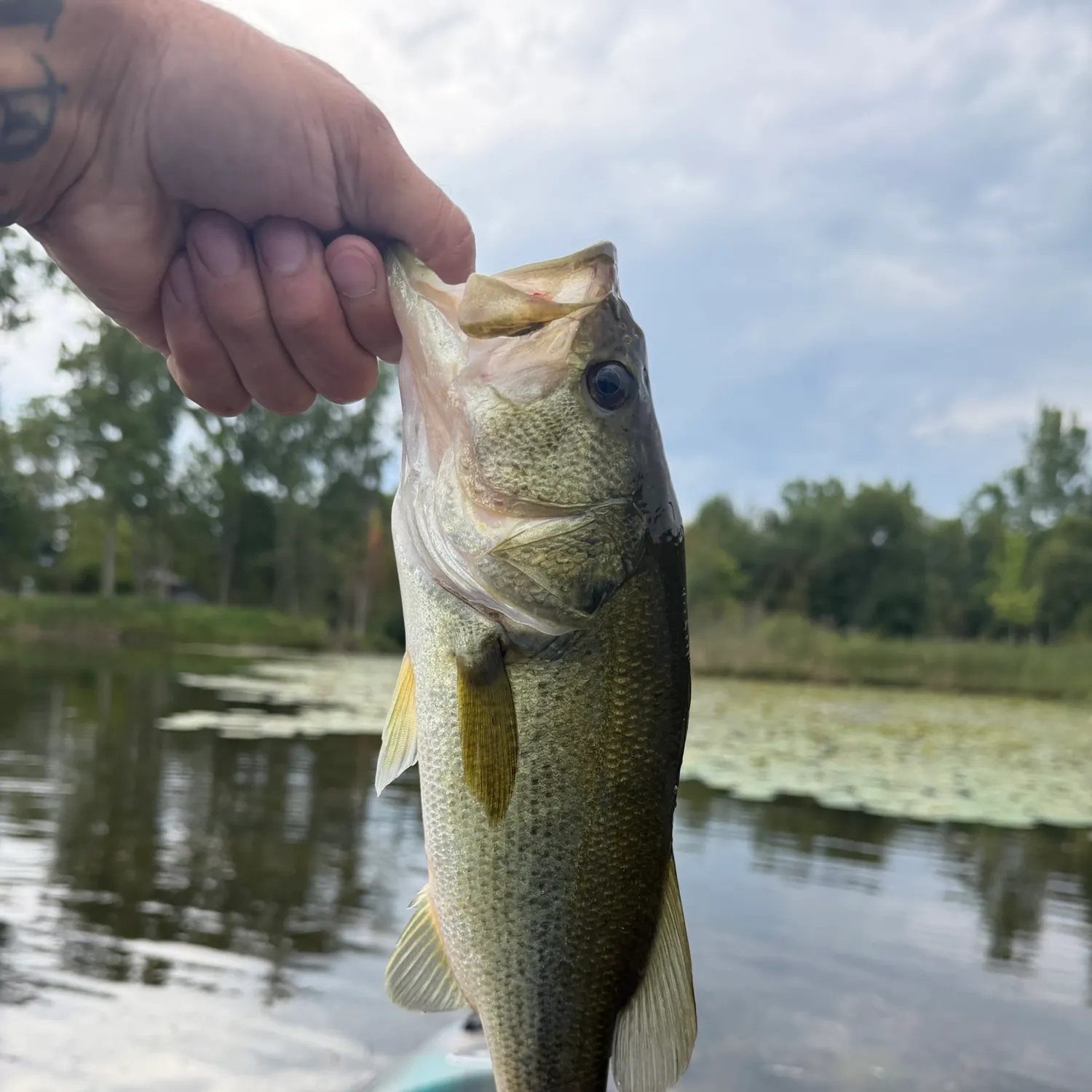 Largemouth bass caught on Fishbrain