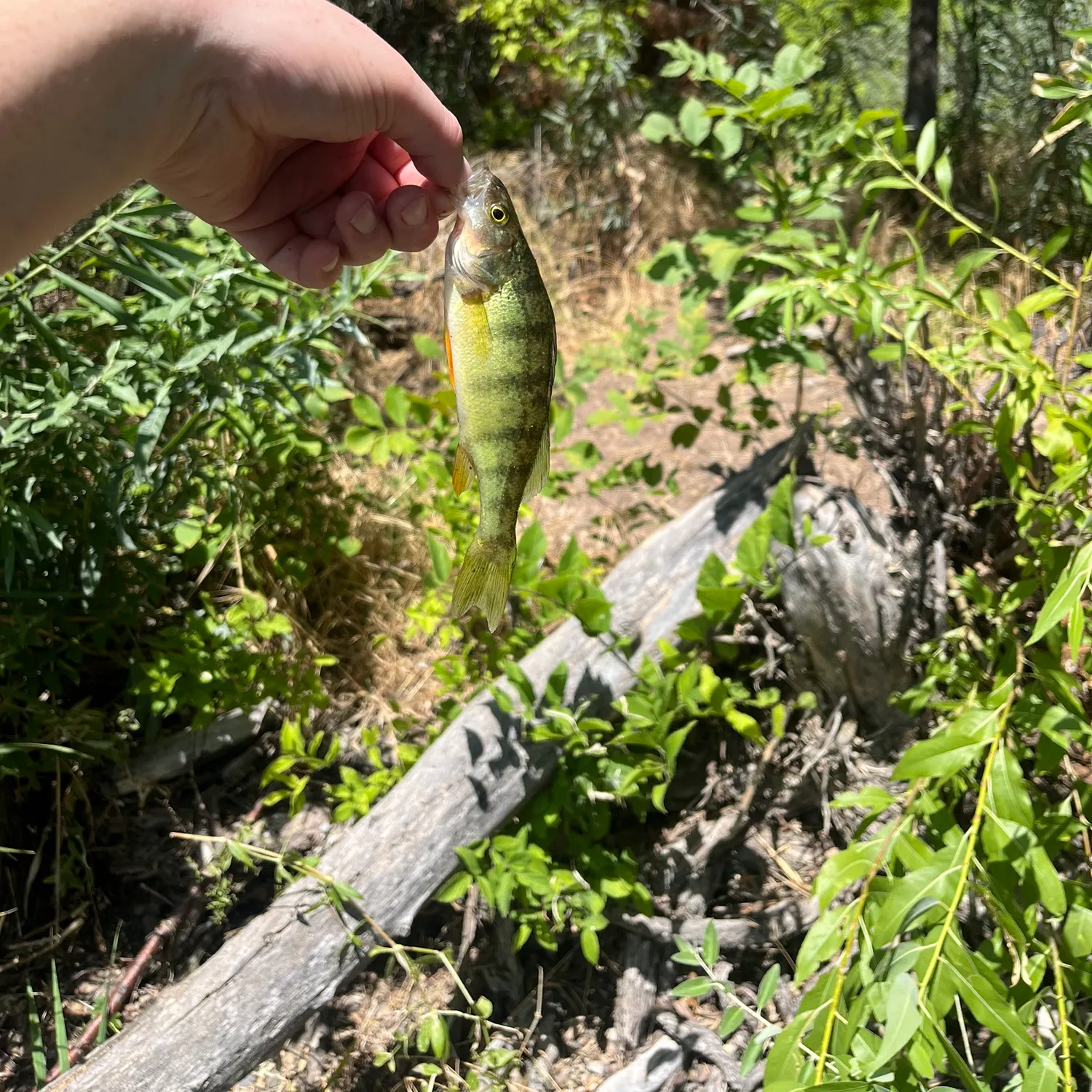 The most recent Yellow perch catches on Fishbrain