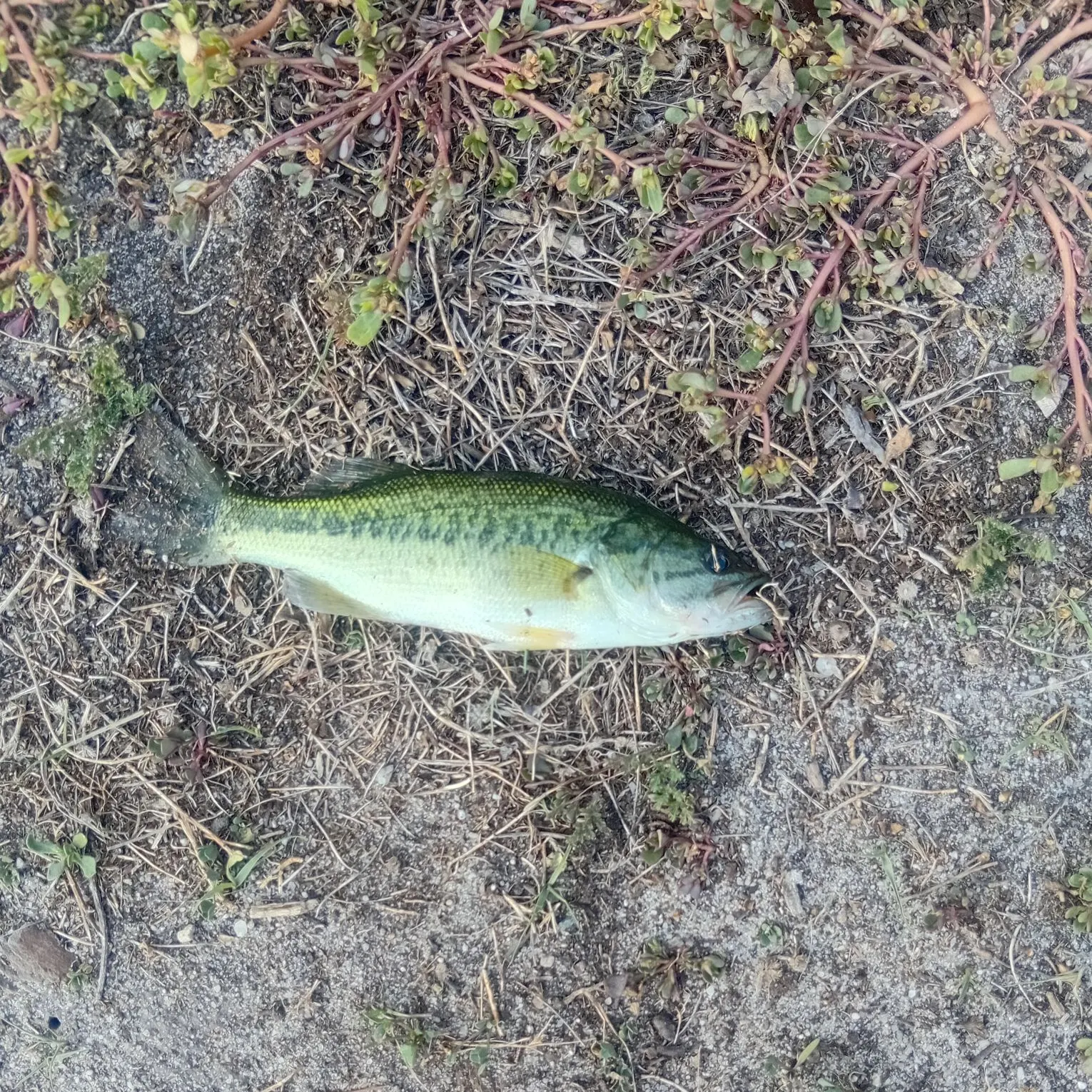 Fish caught on Fishbrain