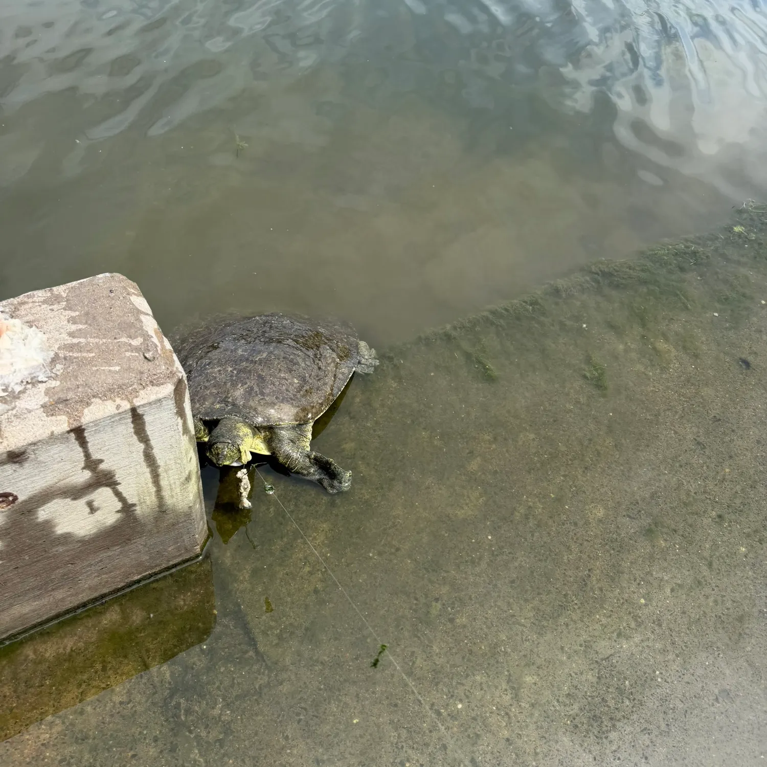 The most recent Spiny softshell turtle catches on Fishbrain