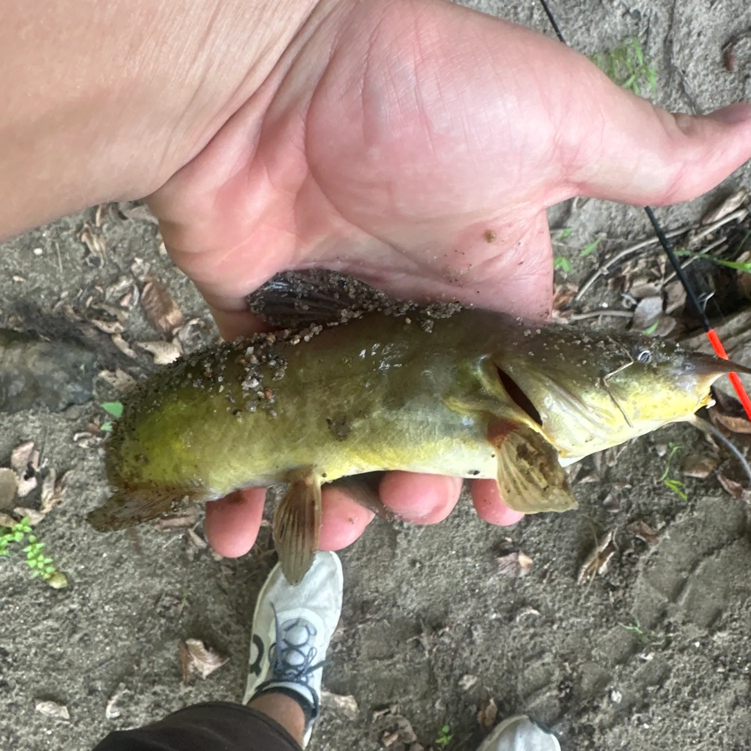 Yellow bullhead caught on Fishbrain