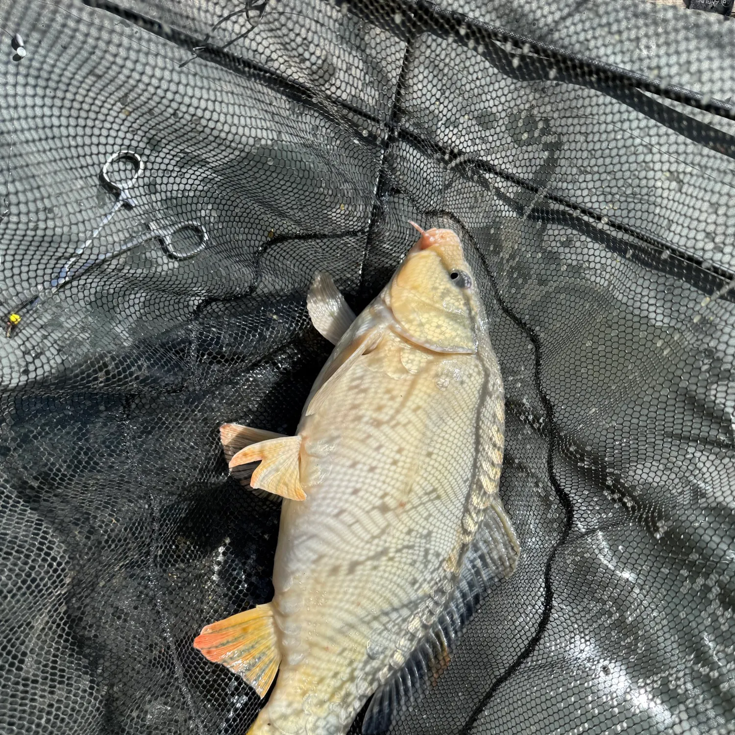 Common carp caught on Fishbrain