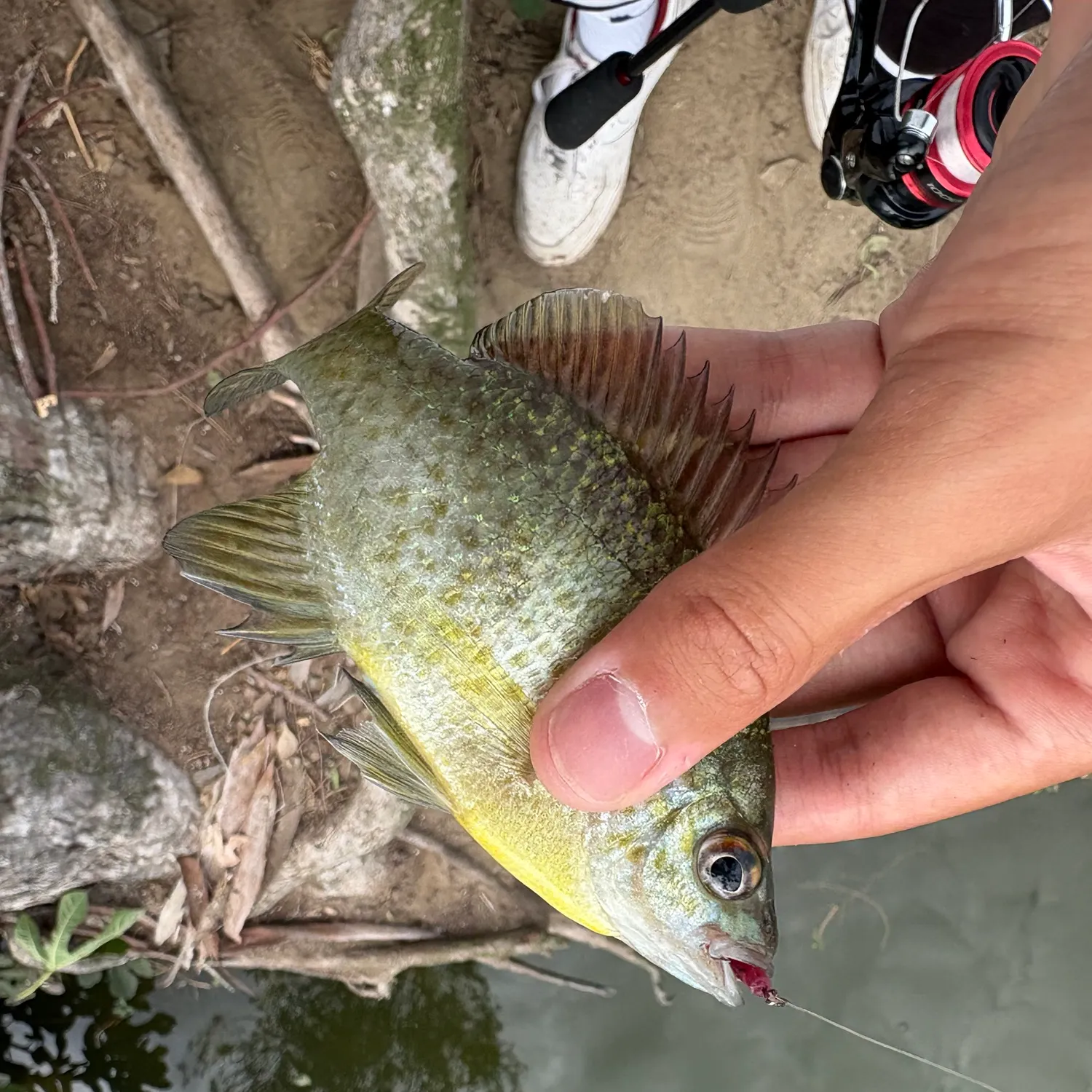 Bluegill caught on Fishbrain