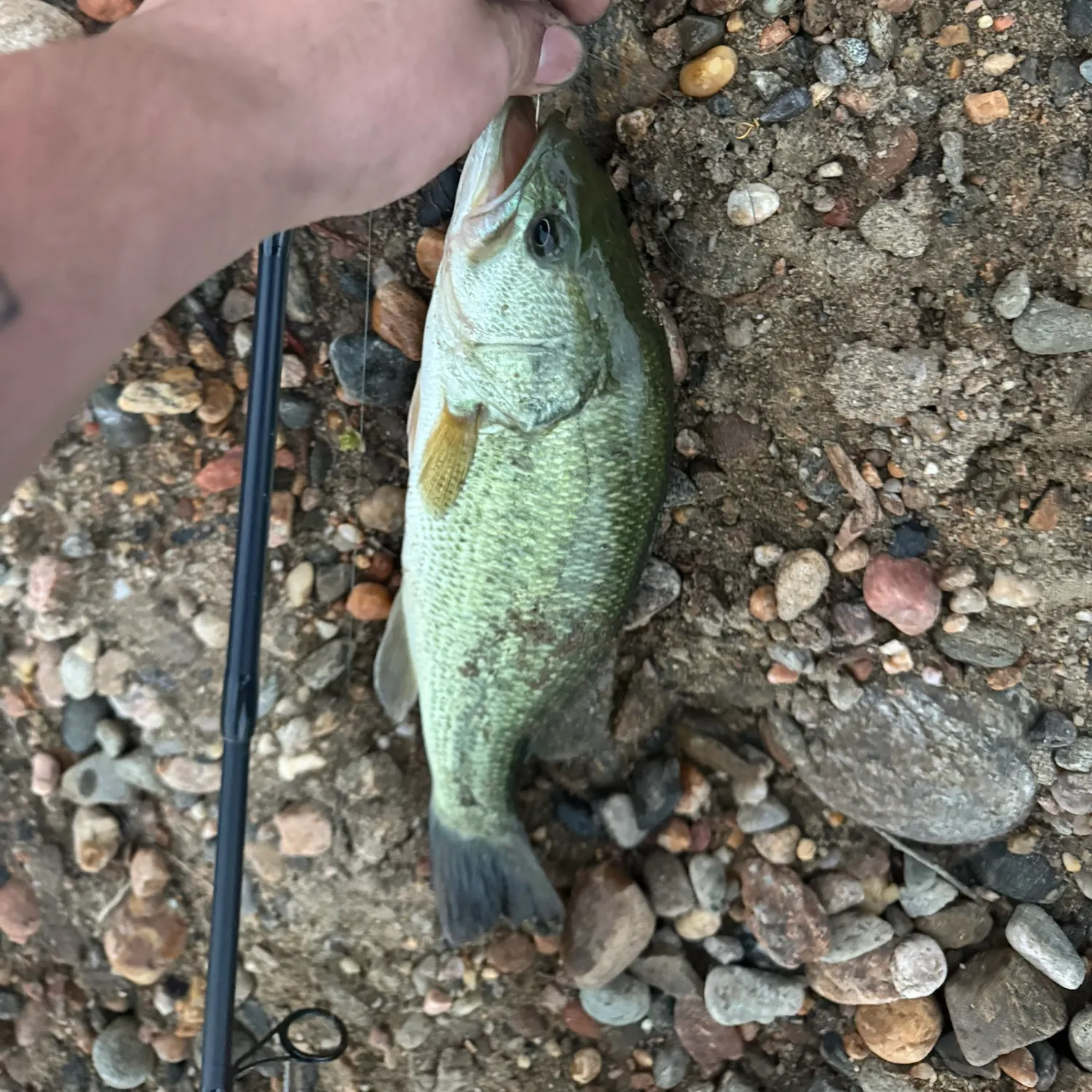 Largemouth bass caught on Fishbrain