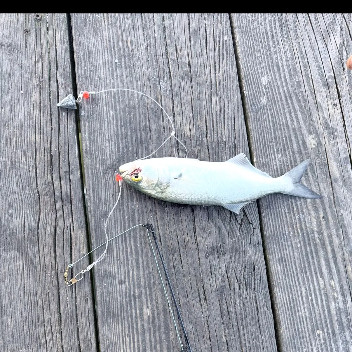 Bluefish caught on Fishbrain