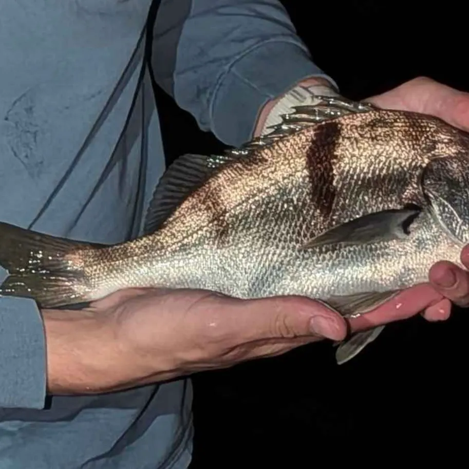 Sargo caught on Fishbrain