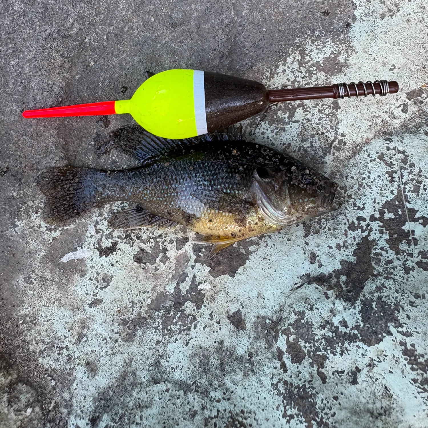 Green sunfish caught on Fishbrain