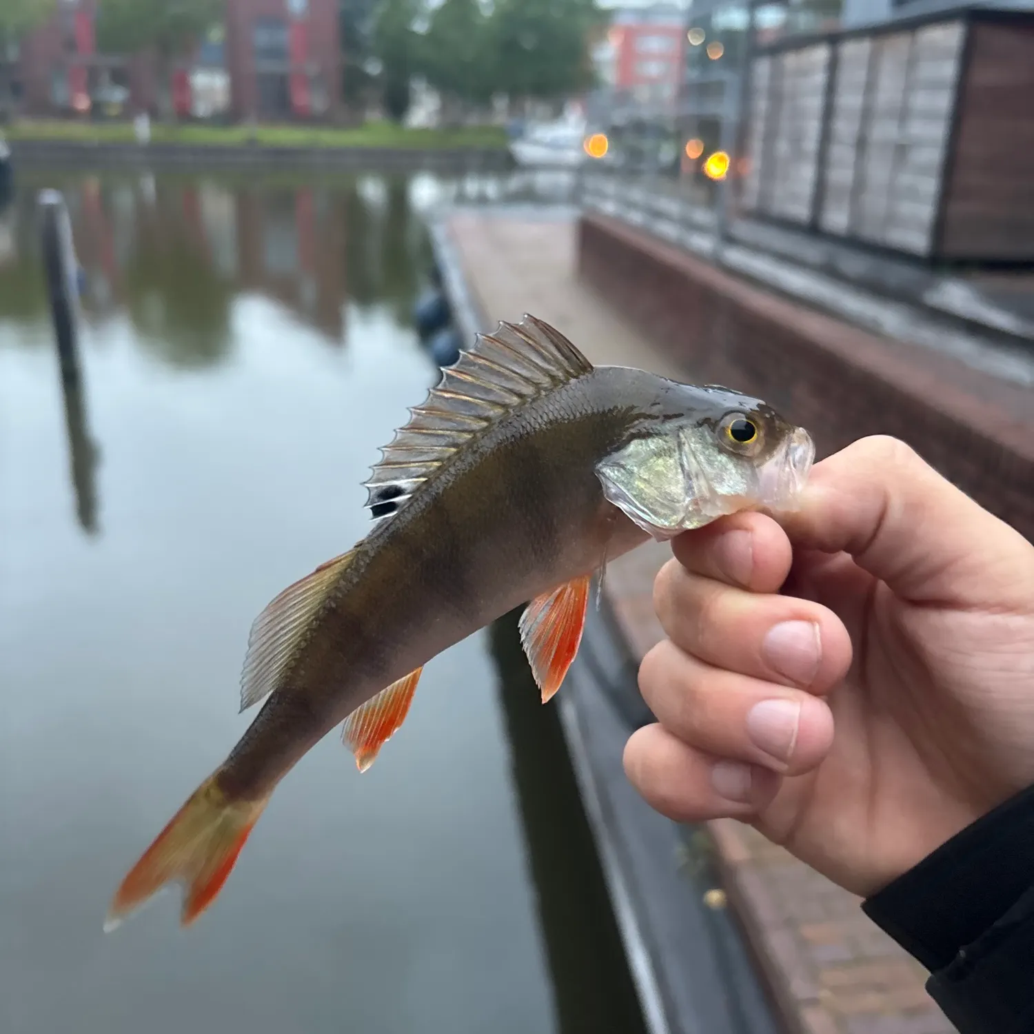catch