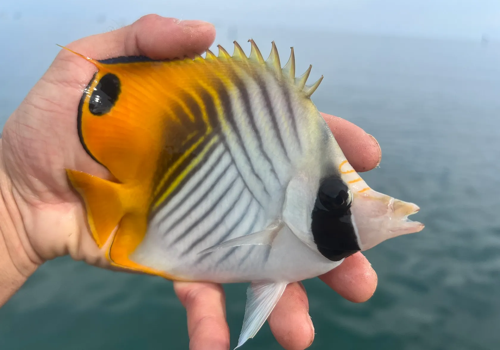 Threadfin butterflyfish