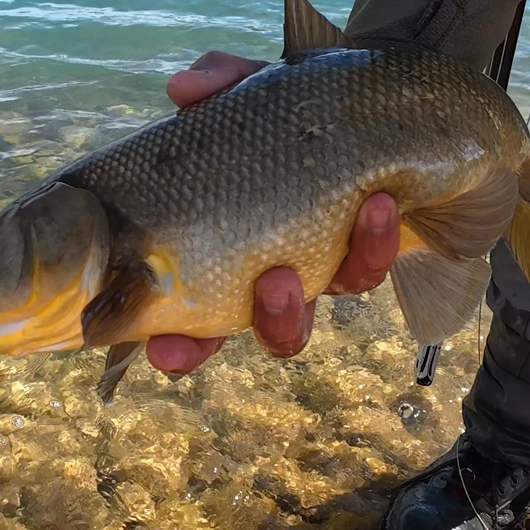 The most recent Utah chub catches on Fishbrain