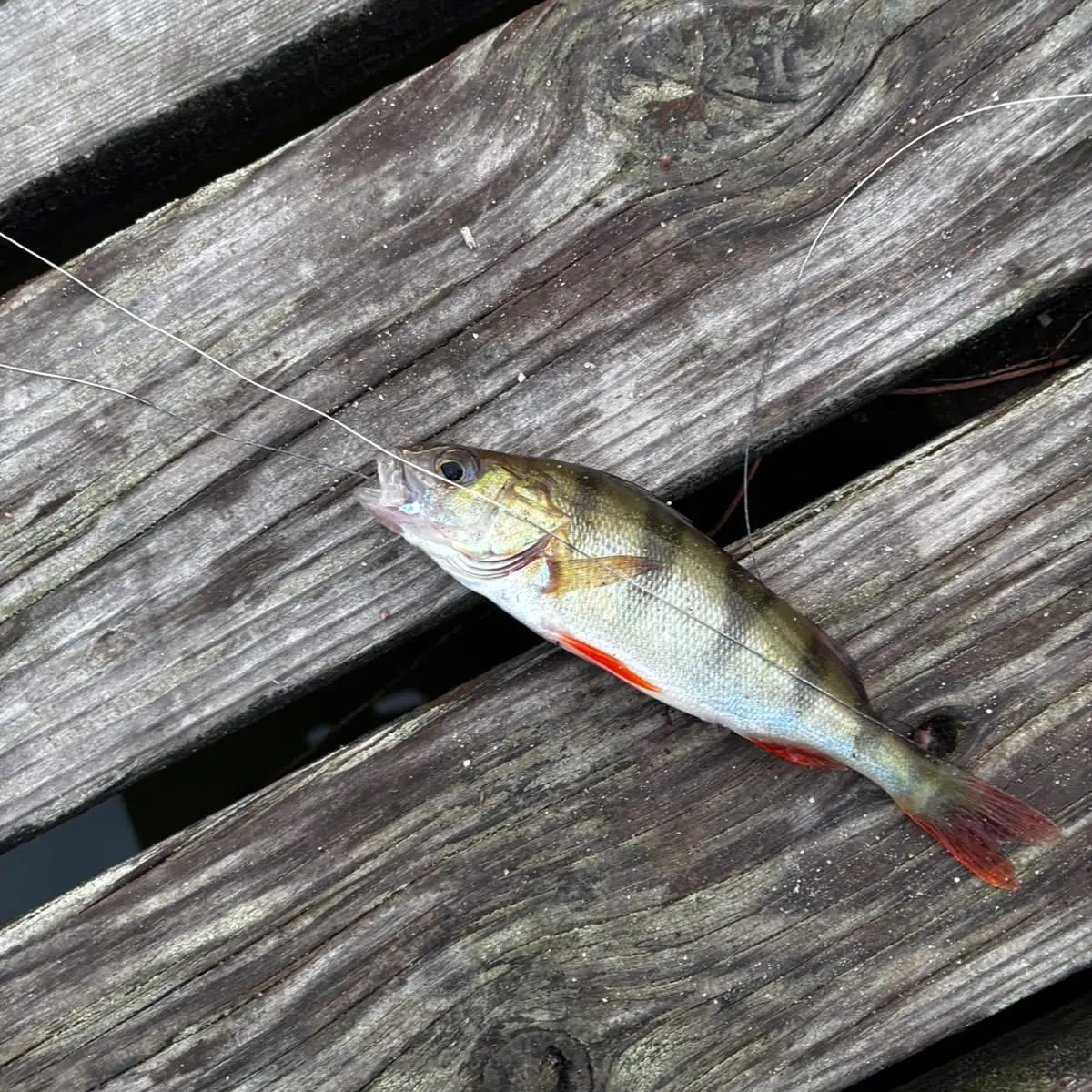 European perch caught on Fishbrain
