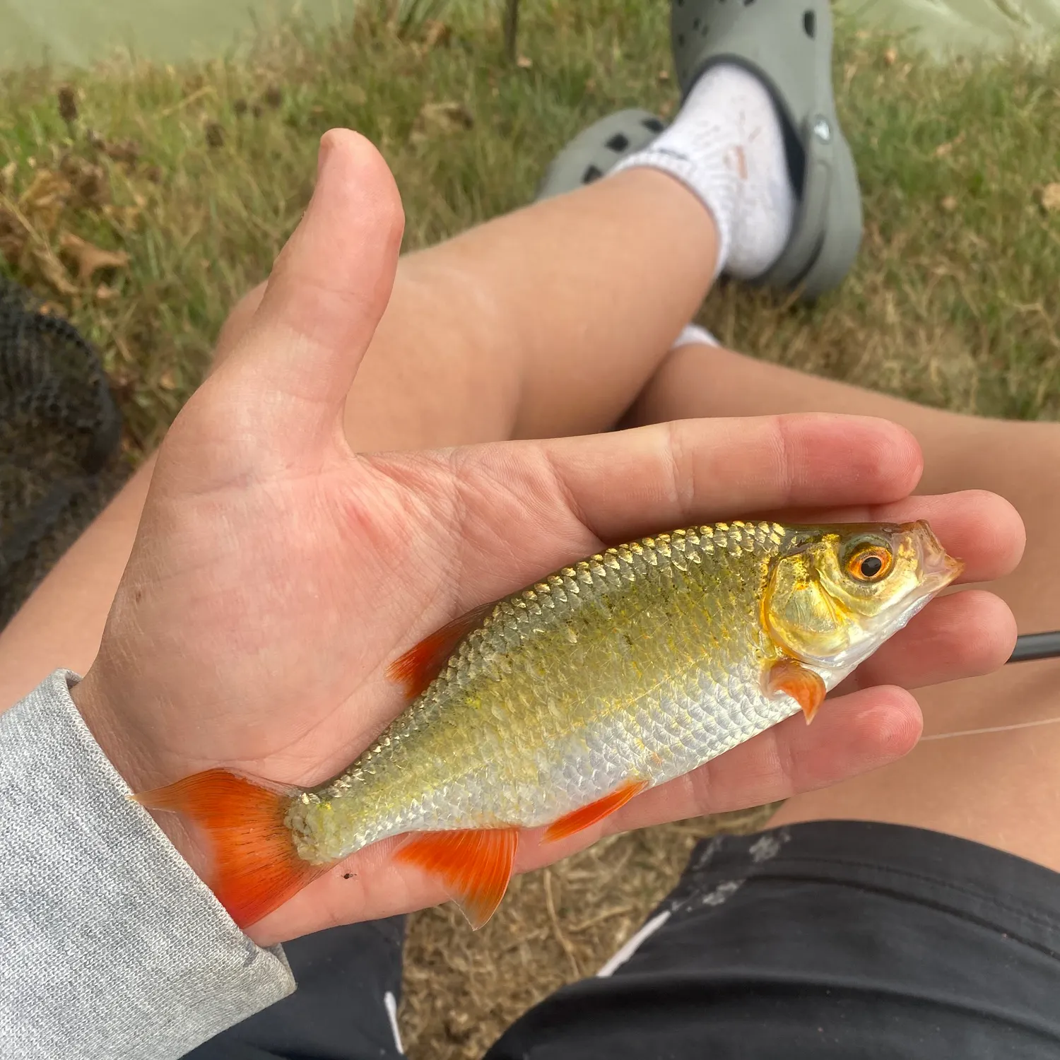 The most recent Common rudd catches on Fishbrain