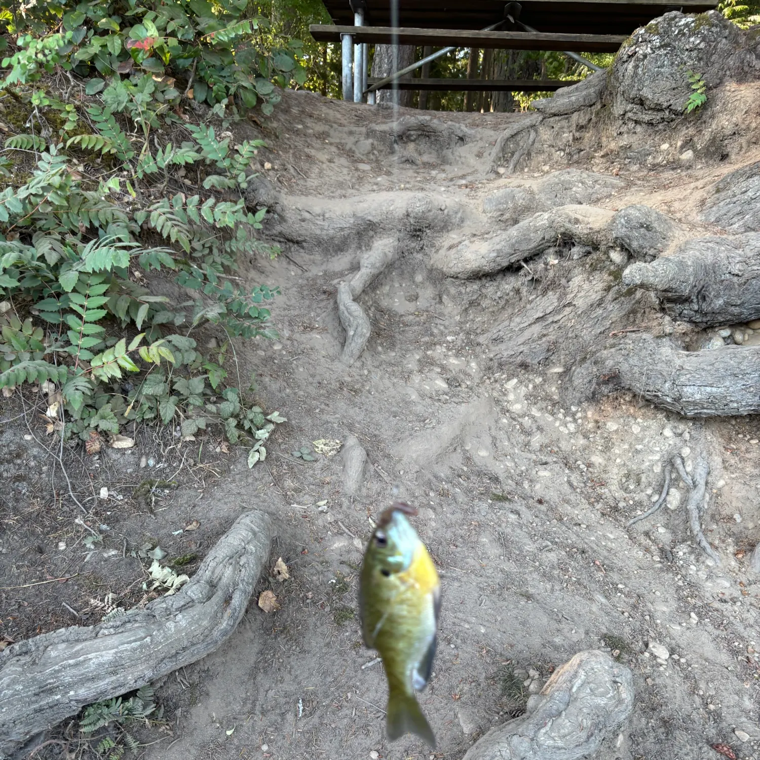 Bluegill caught on Fishbrain