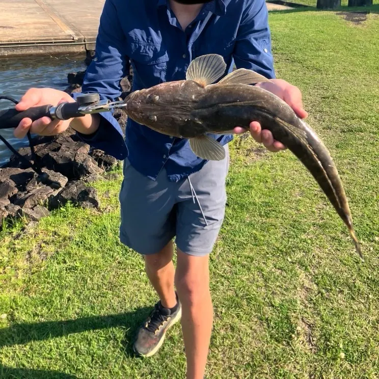 Dusky flathead caught on Fishbrain