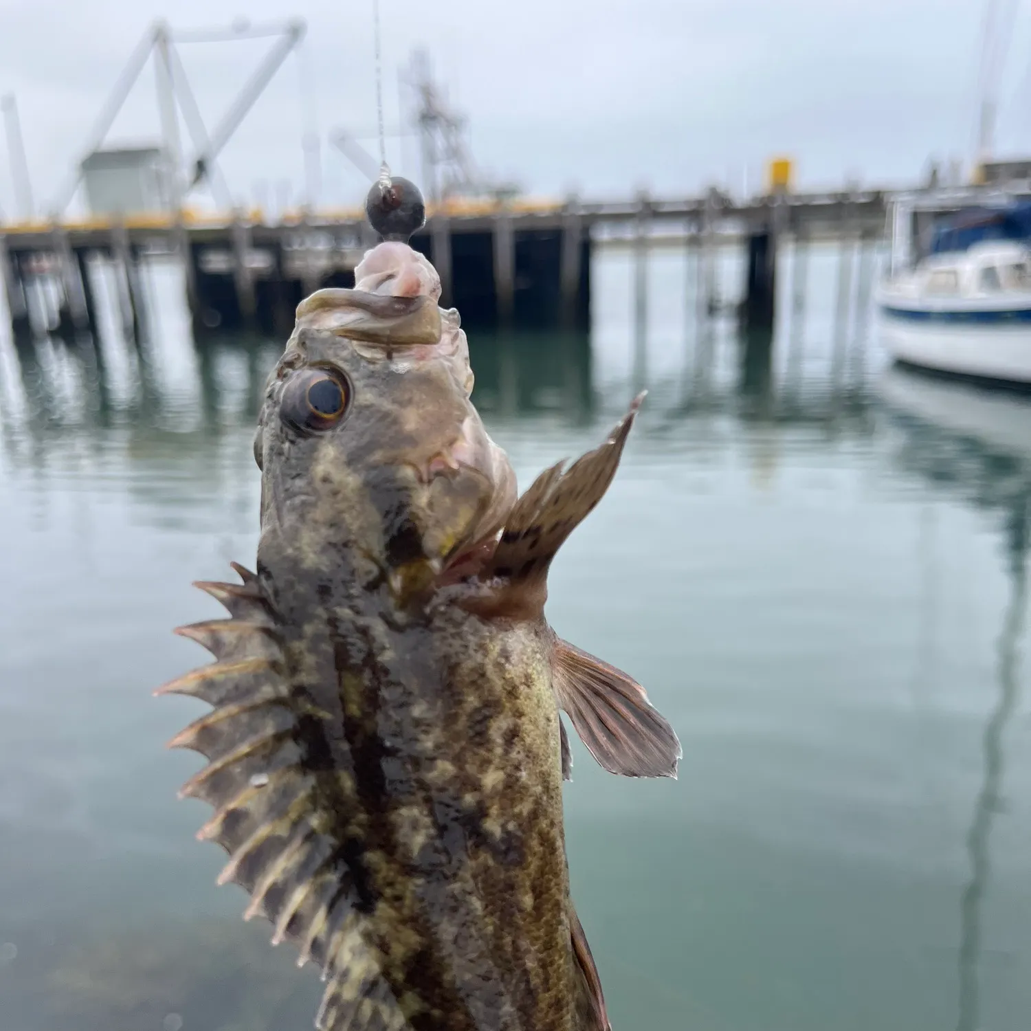 The most recent Grass rockfish catches on Fishbrain