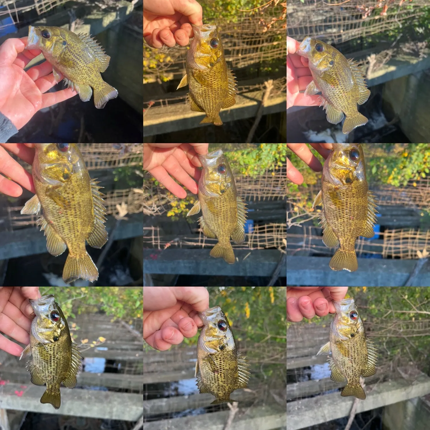 Rock bass caught on Fishbrain