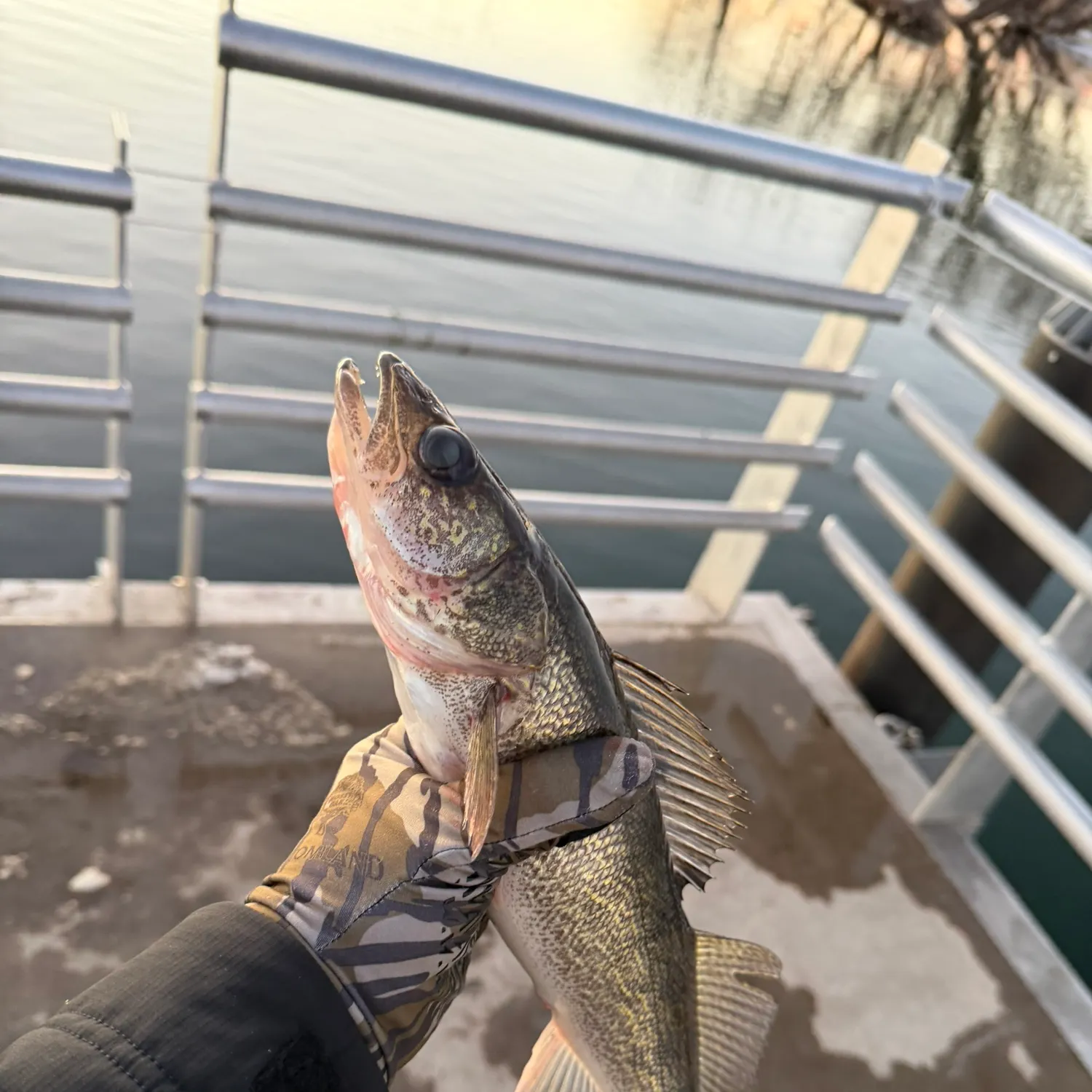 The most recent Walleye catches on Fishbrain
