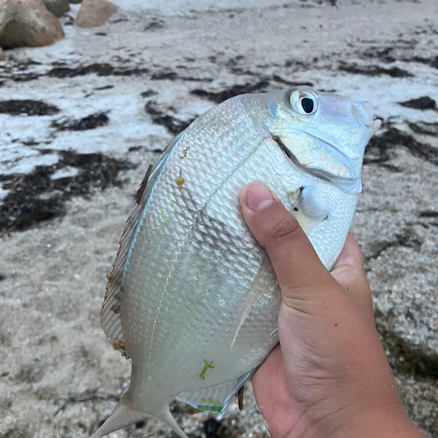 The most recent Scup catches on Fishbrain