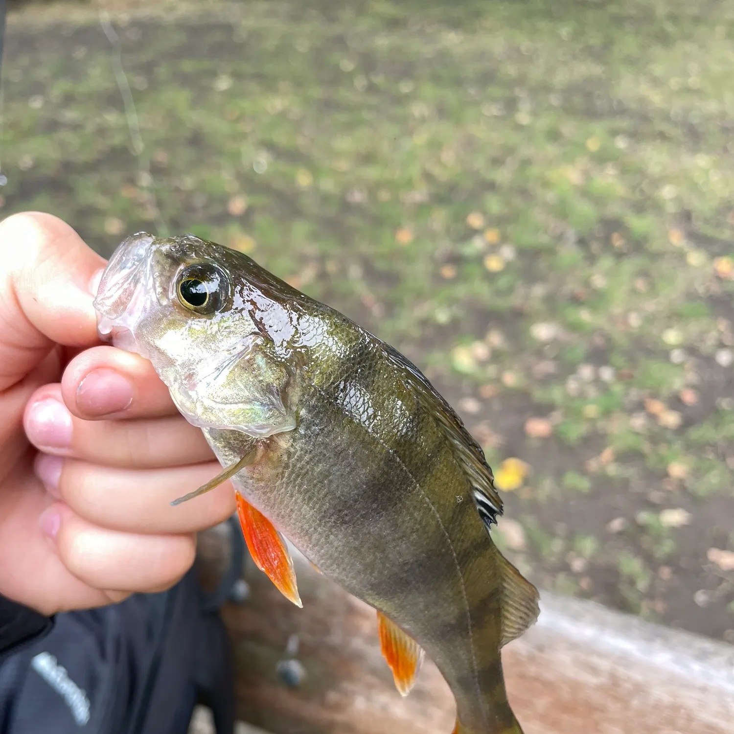 European perch caught on Fishbrain