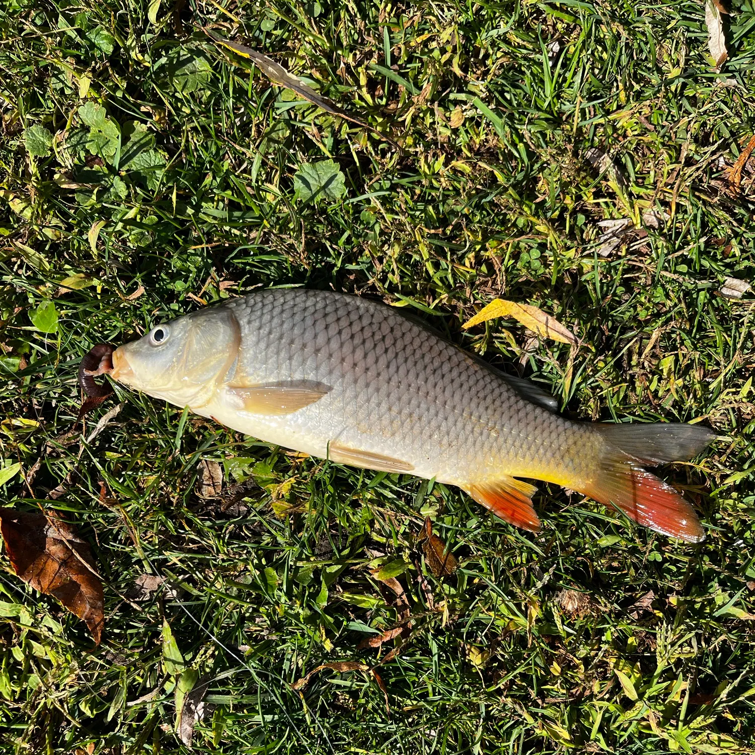Common carp caught on Fishbrain