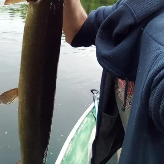 The most recent Muskellunge catches on Fishbrain