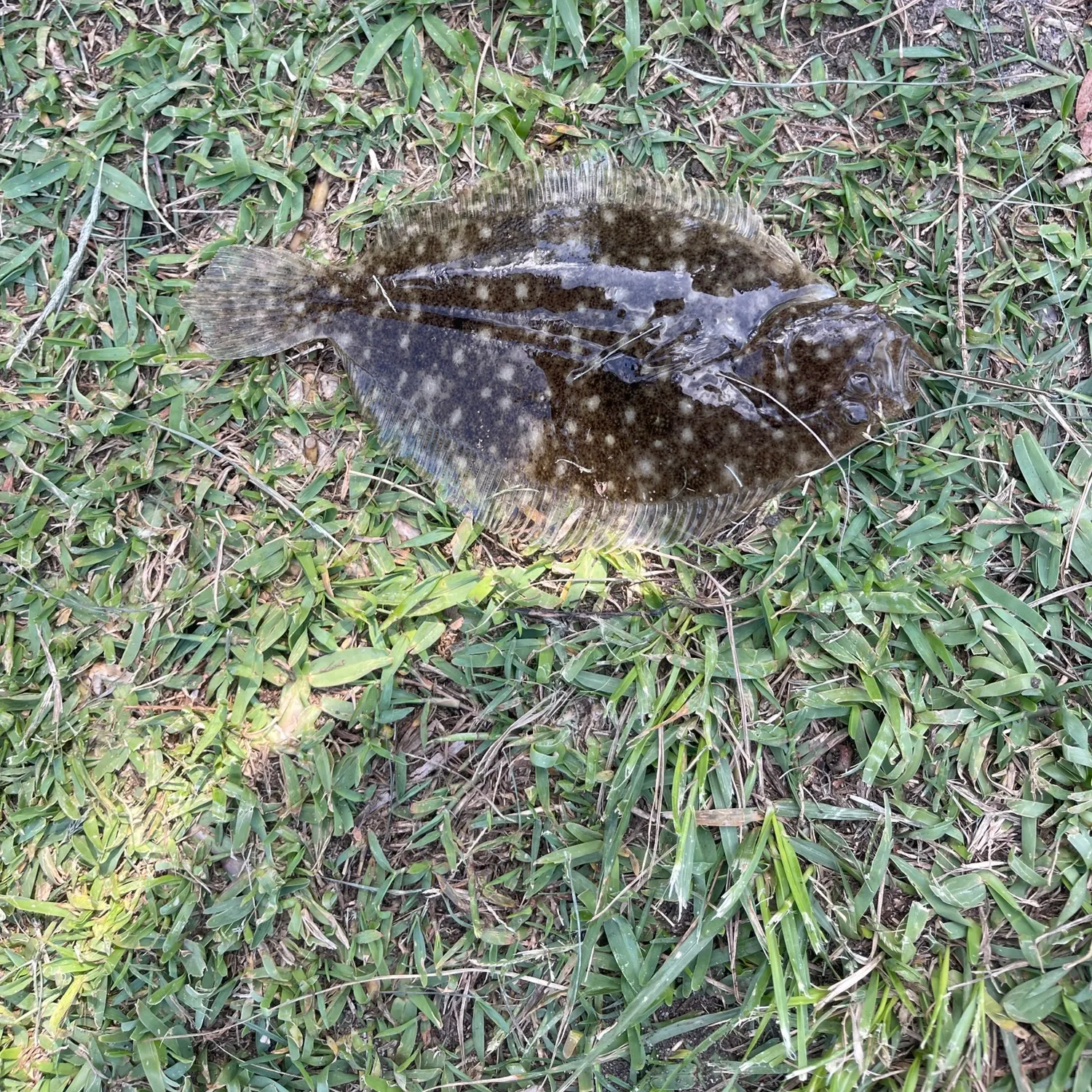 The most recent Stone Flounder catches on Fishbrain