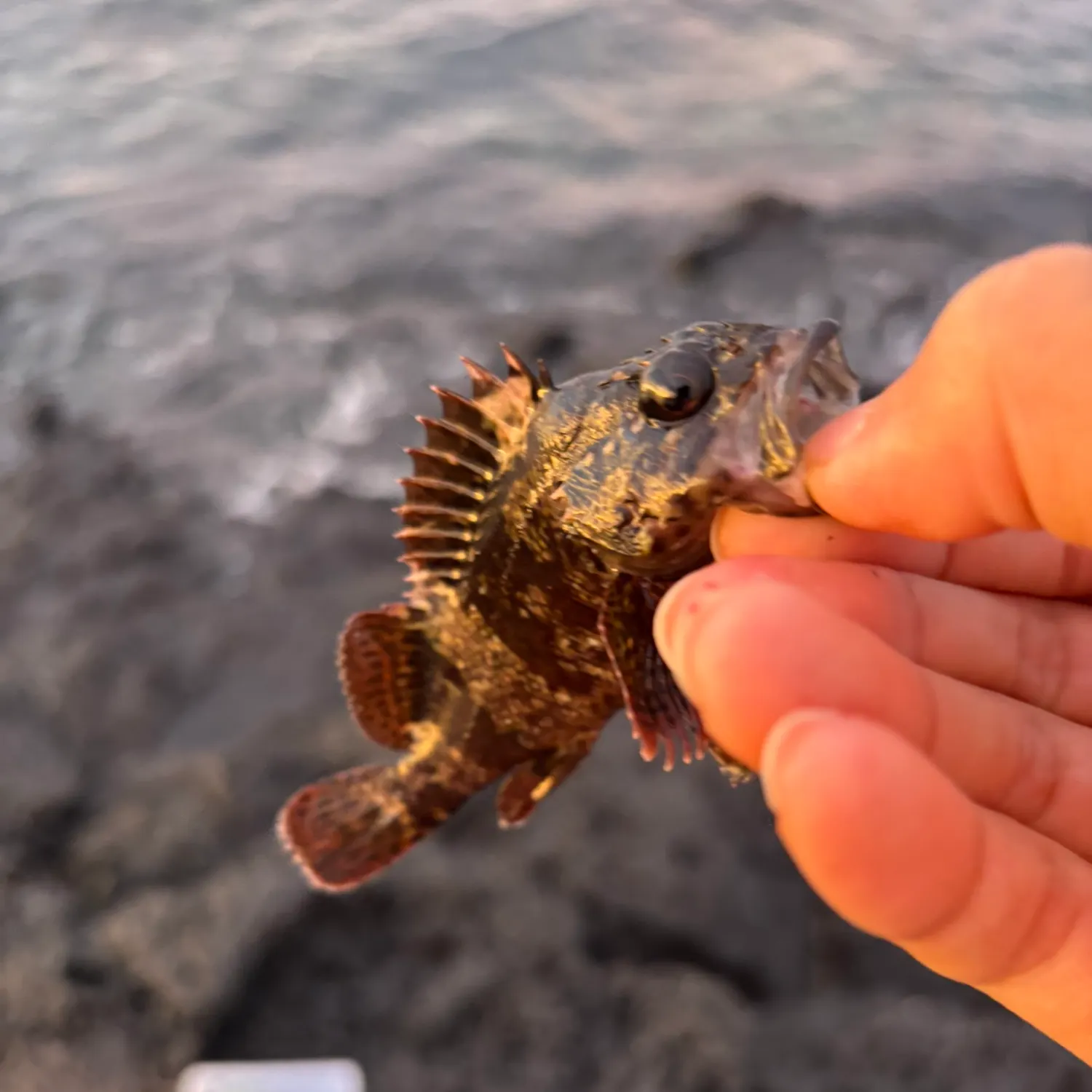 The most recent Marbled Rockfish catches on Fishbrain