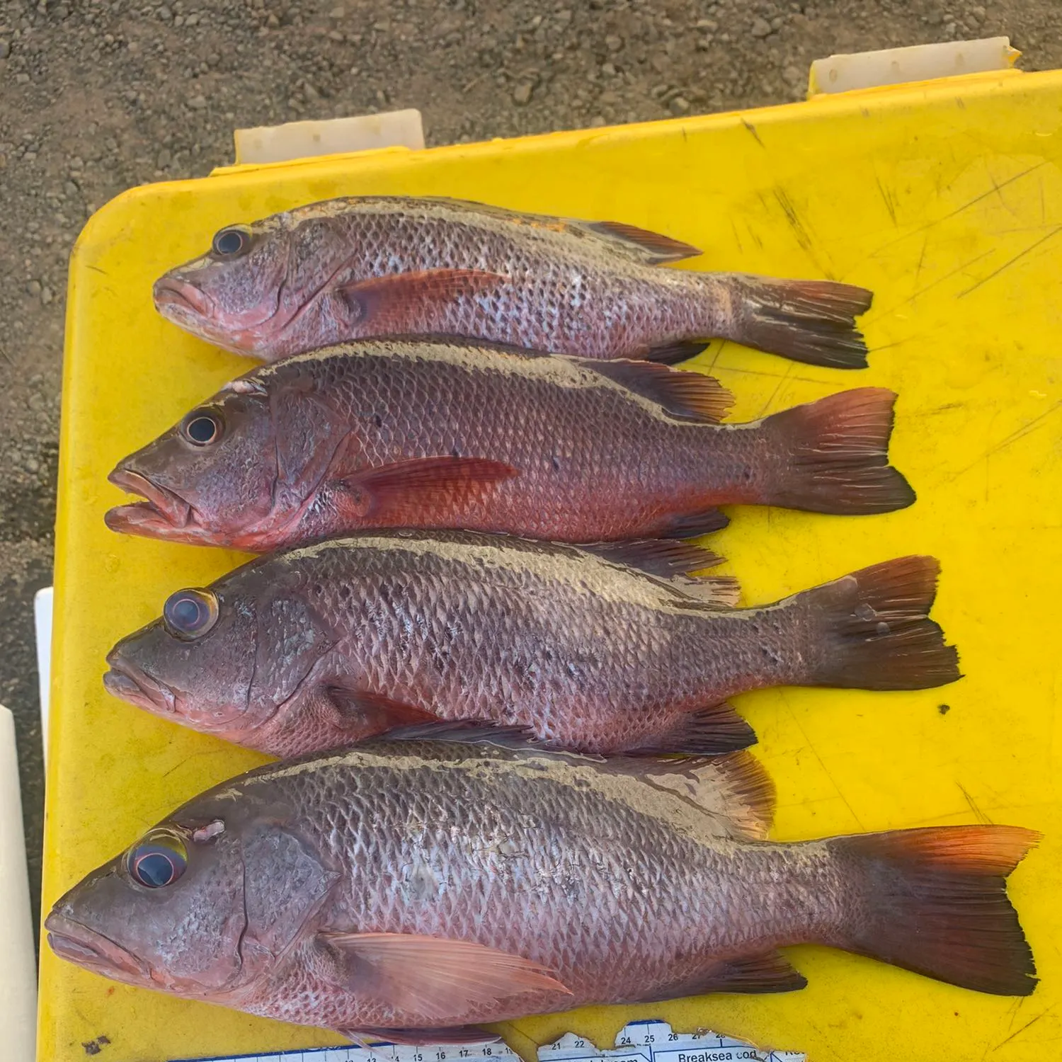 recently logged catches