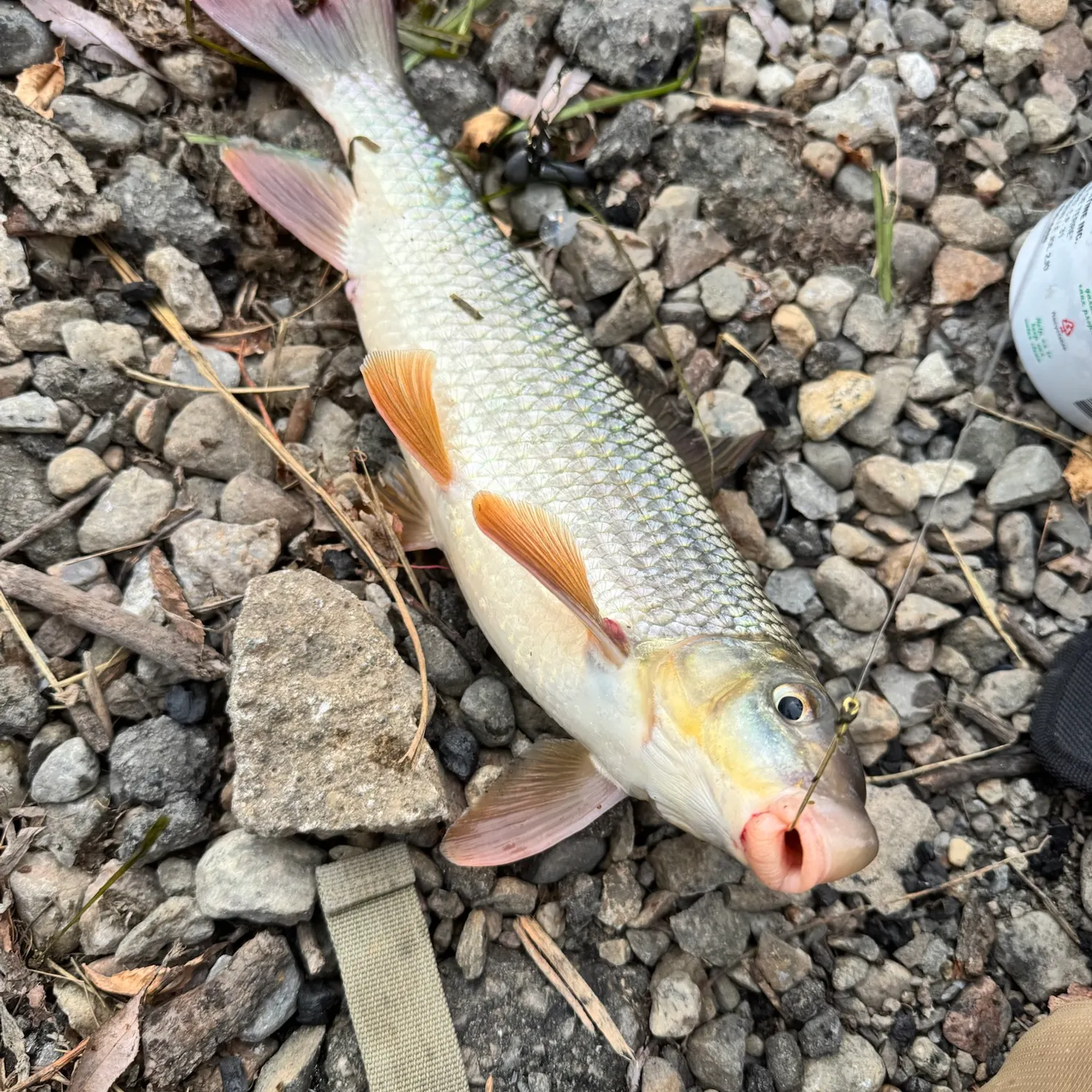 Golden redhorse caught on Fishbrain
