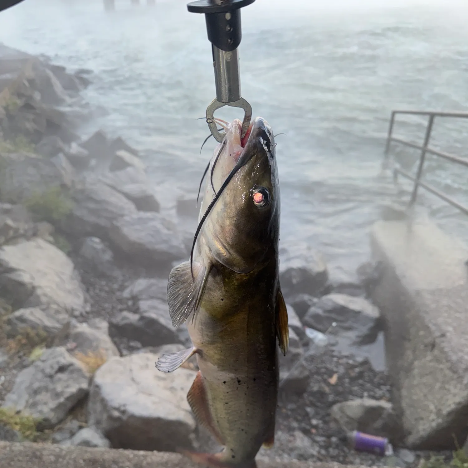 Channel catfish caught on Fishbrain