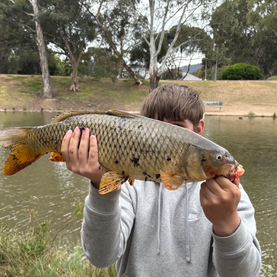 Common carp caught on Fishbrain